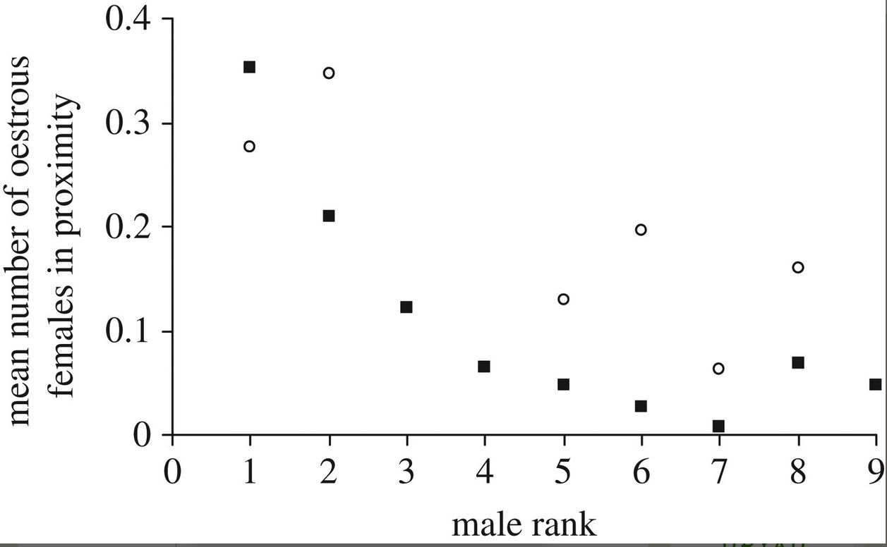 “Mean number of oestrous females in proximity of focal males in relation to absence (filled squares) or presence (open circles) of the male's mother. For all but the highest ranking male, the number of oestrous females in proximity was higher when the mother was also in proximity.” From ‘ Mothers matter! Maternal support, dominance status and mating success in male bonobos ( Pan paniscus ) ’