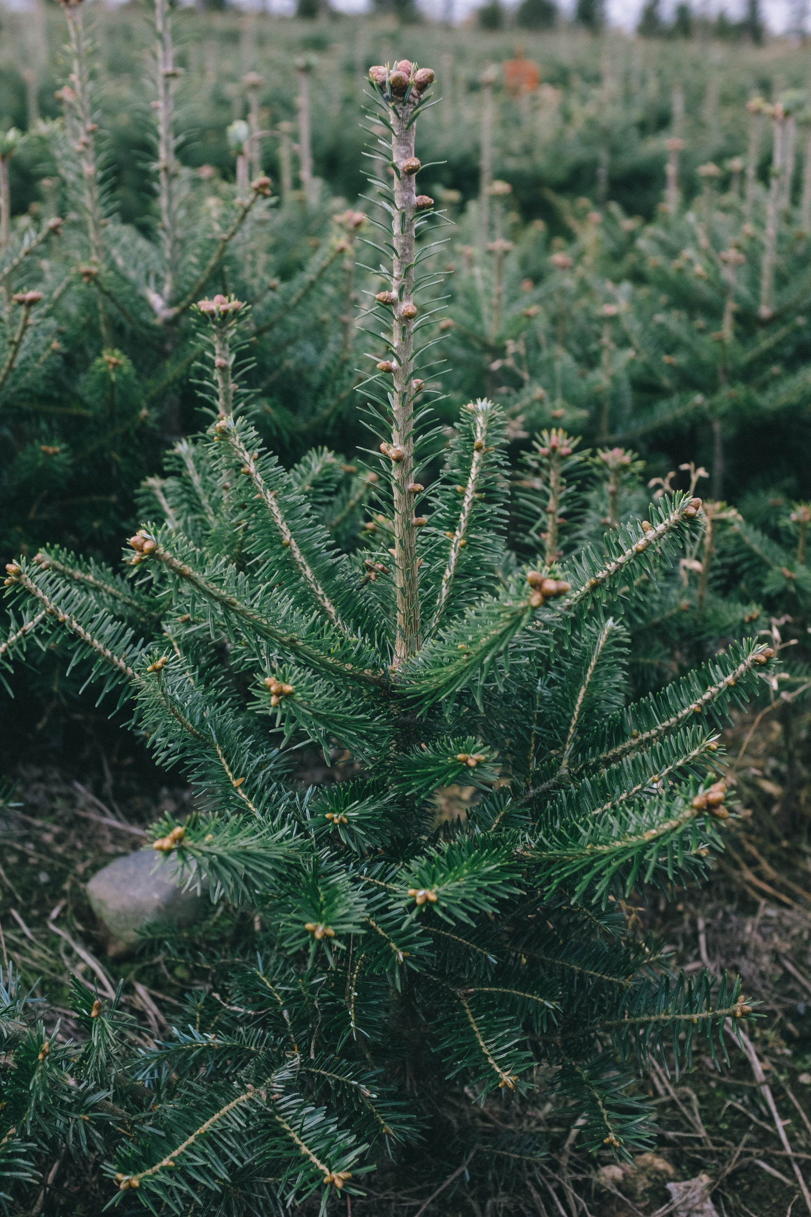 Fraser_balsam_tree.jpg