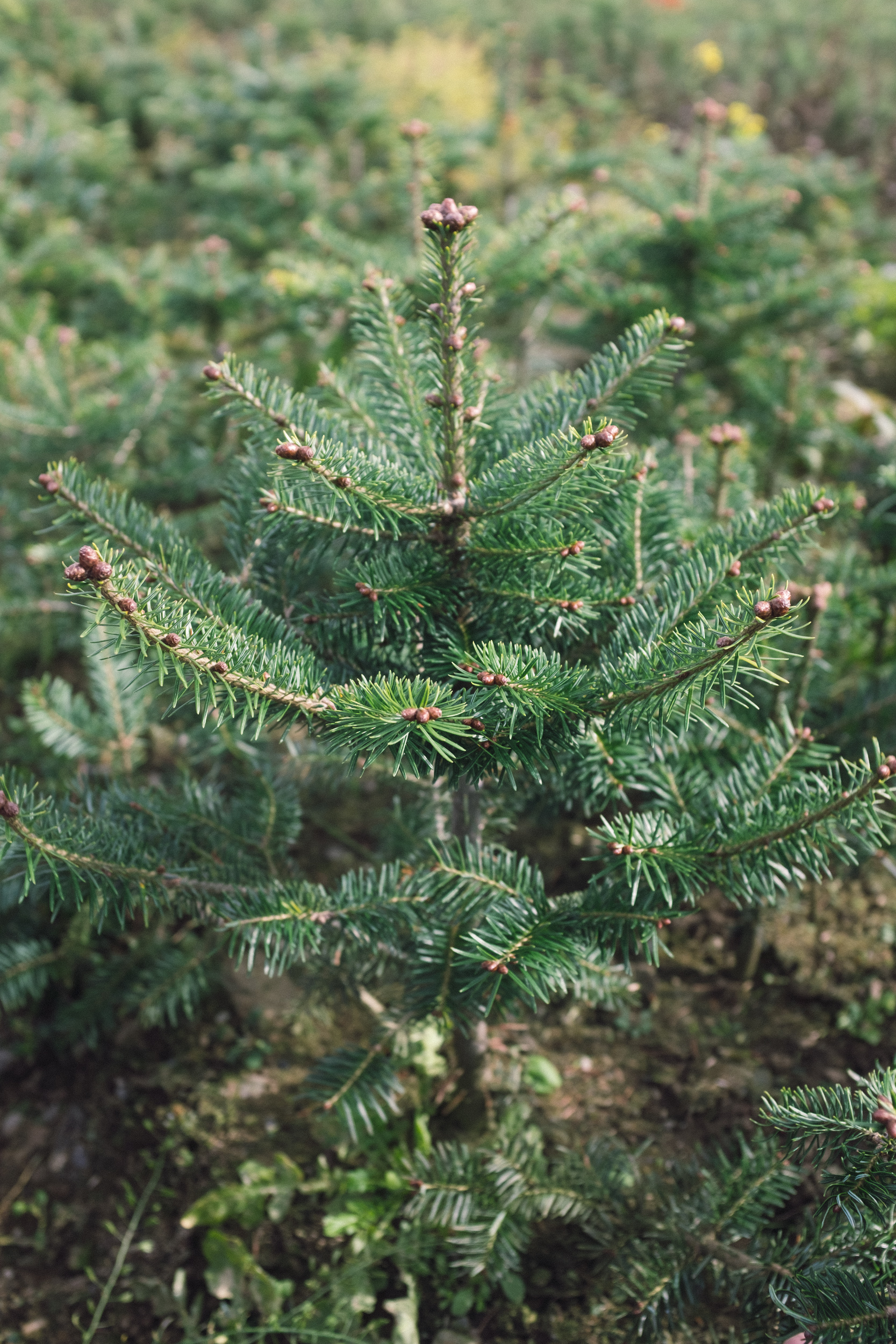 Korean_balsam_tree.jpg