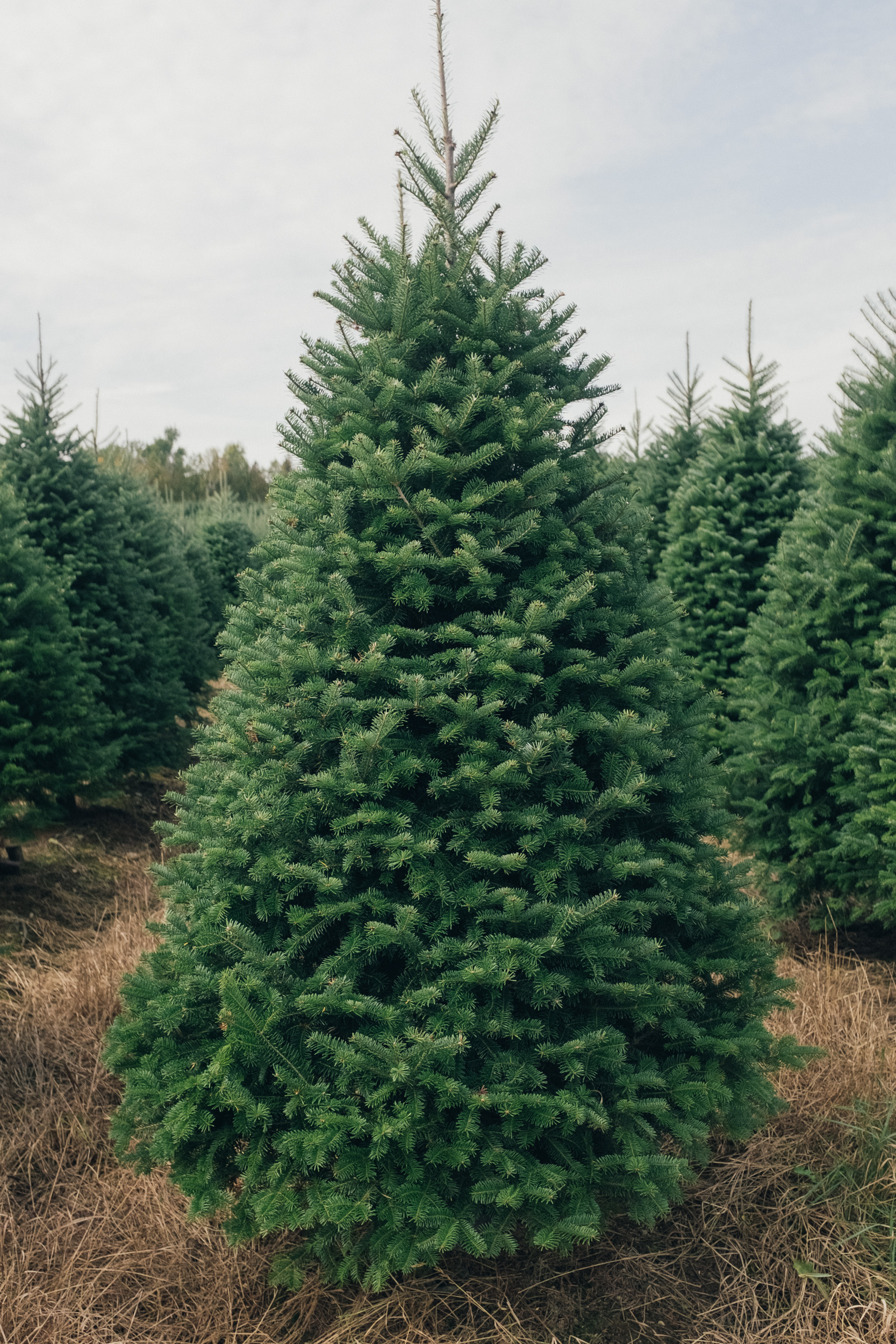 Balsam_fir_wholesale.jpg