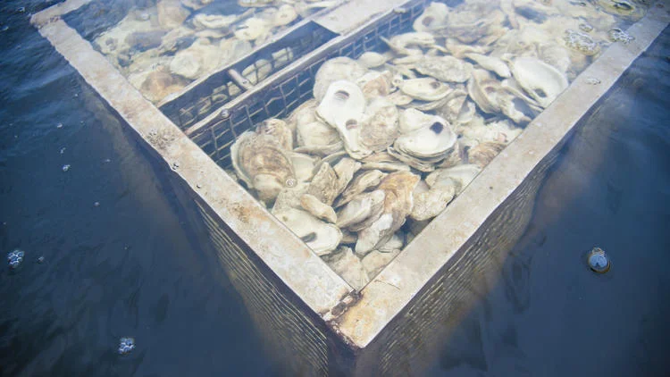 cgnews-gplanting-oysters-on-the-little-choptan-019.jpg