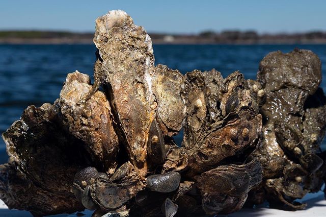 Here at the Paynter Lab we investigate the physiological and ecological processes associated with life in Chesapeake Bay. We focus on the biology, ecology, and restoration of the eastern oyster, Crassostrea virginica, which plays a critical role in t
