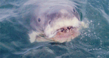 jaws.gif