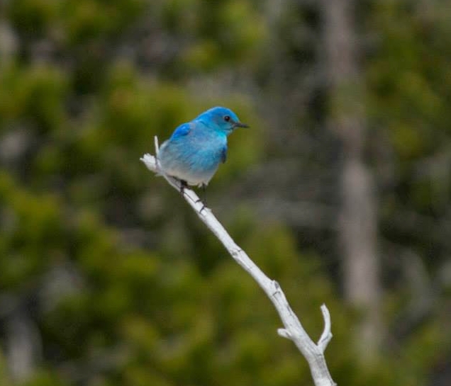 Merissa mountain blue bird in Yellowstone.jpg