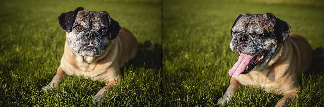 jmp_dogportraits_ri_004.jpg