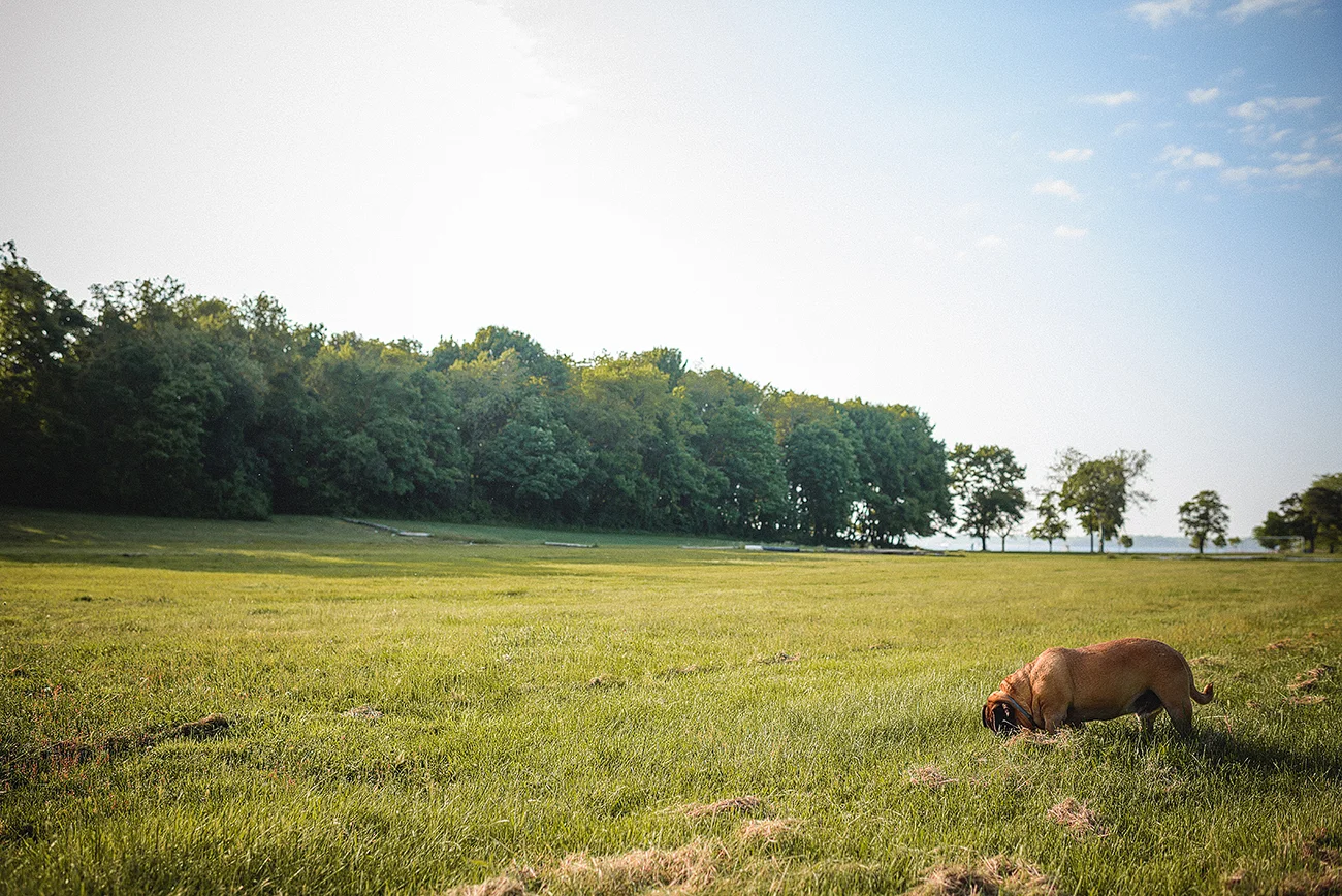 jmp_dogportraits_ri_007.jpg