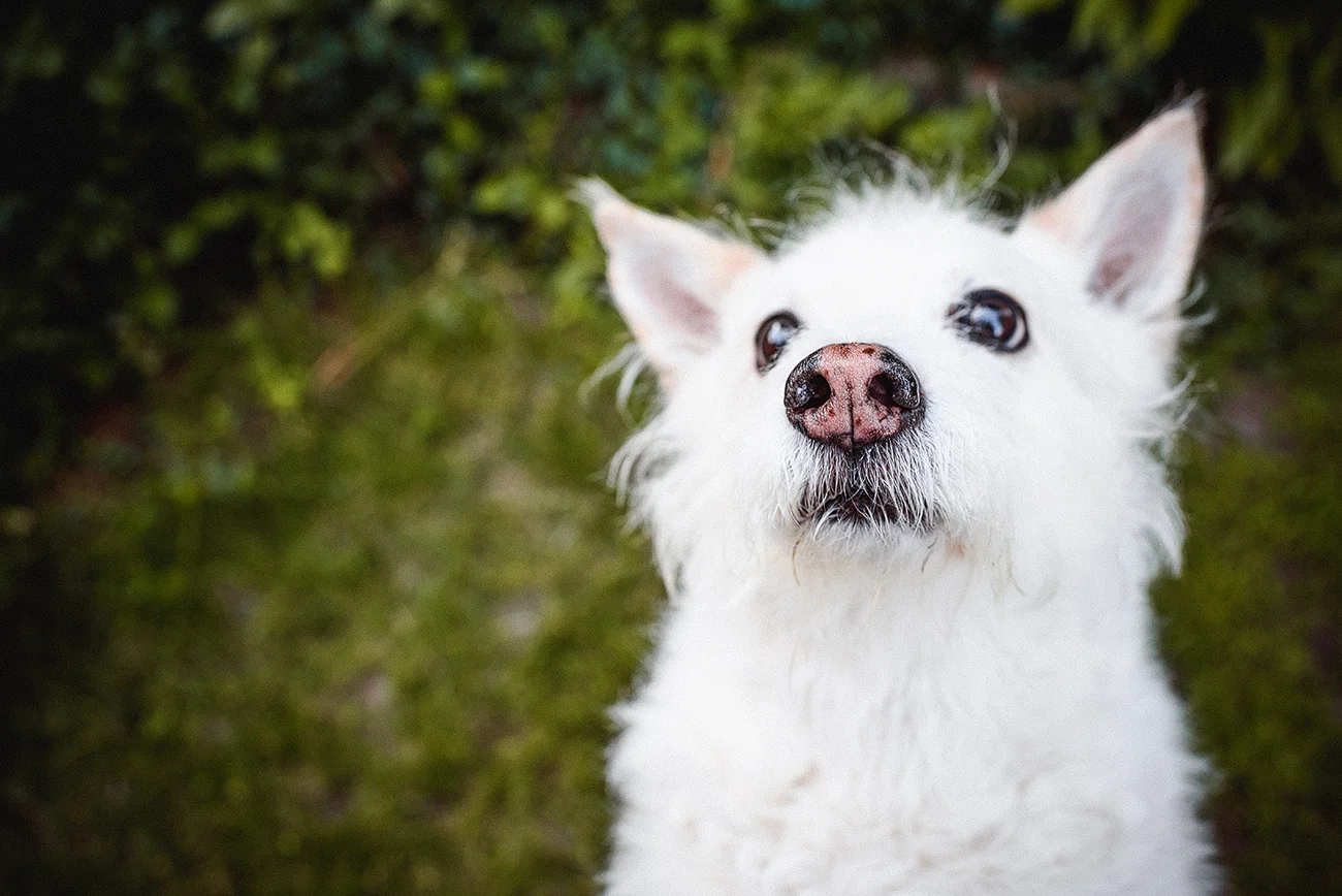 JMP_ri_pet_portraits_009.jpg