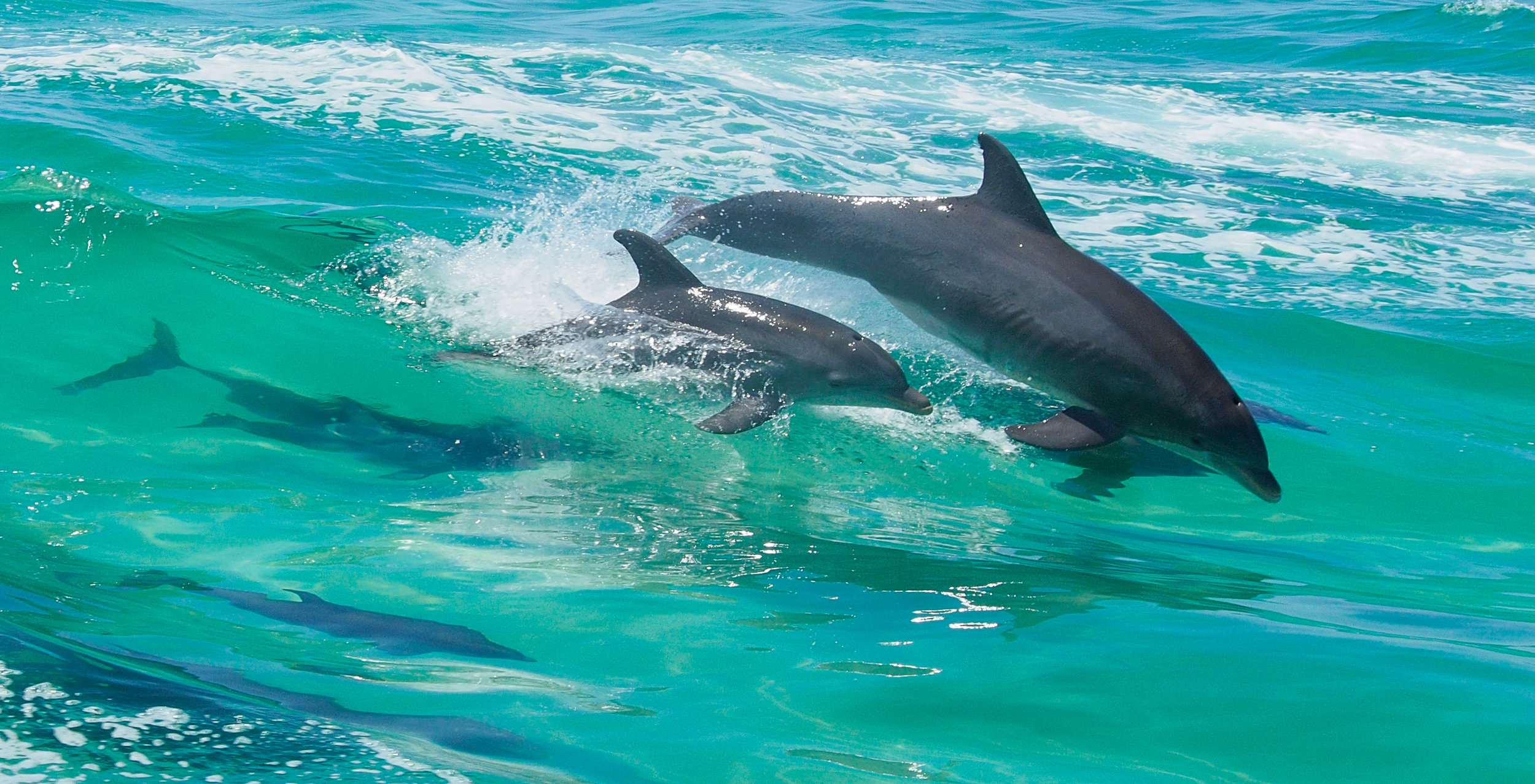 Dolphins