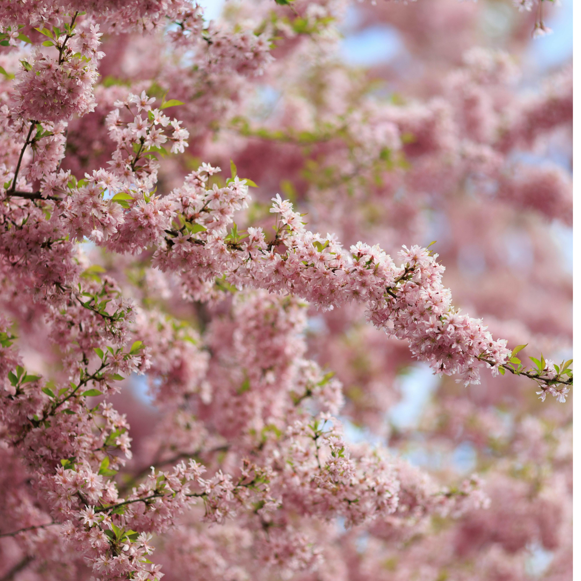 April Homebuyer Education:  4-Day Virtual