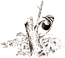 TGP_book_woodpecker1.gif