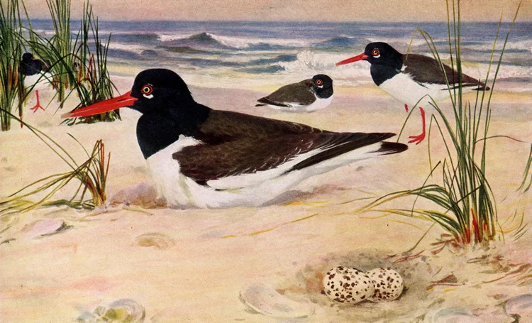 OYSTER-CATCHER • Birds of North Carolina • 1912