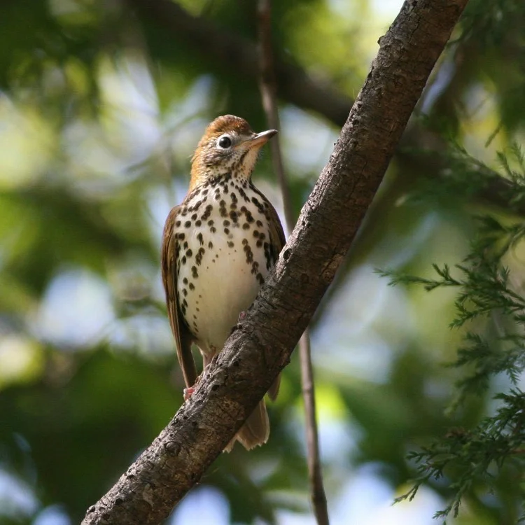Wood Thrush photo by Will Stuart