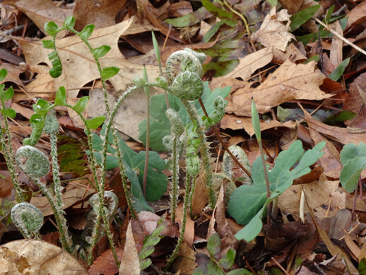 SpringFernsAndBloodroot_LynnAllison.jpg