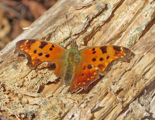 Eastern Comma Butterfly