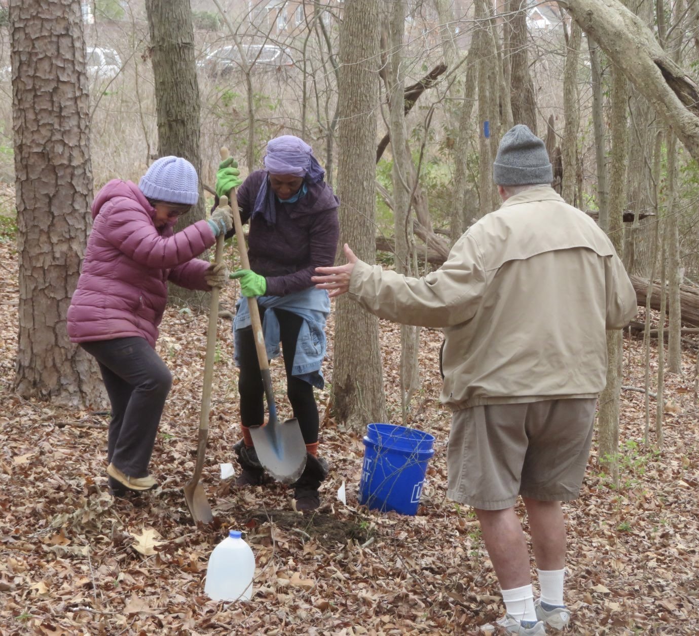 TreePlanting by Lynn A.jpeg