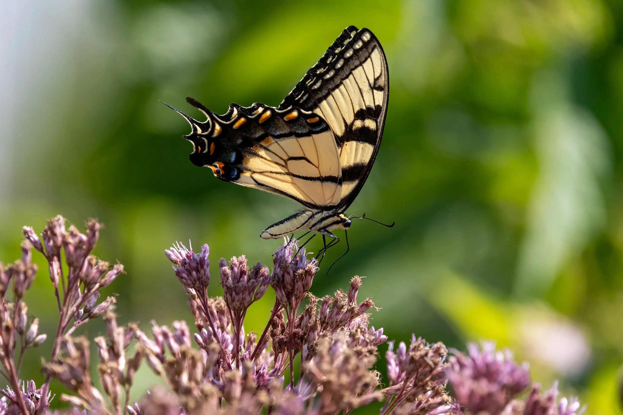 Welcoming Butterflies into your Backyard Landscape