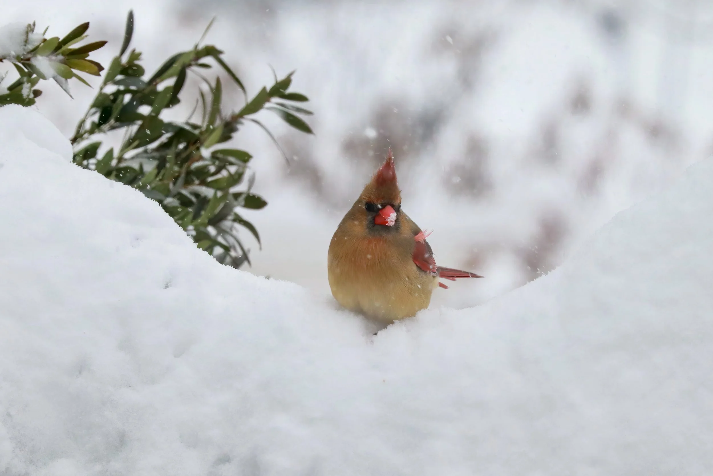 Holiday Photo Extravaganza