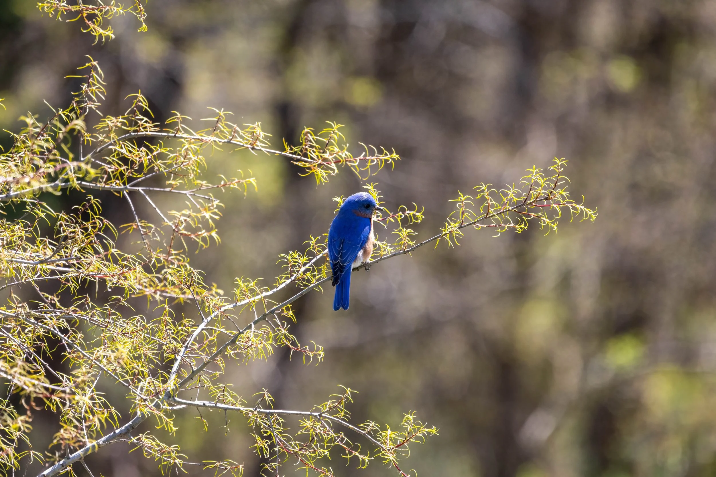 Field Trip to Audubon Natural Area