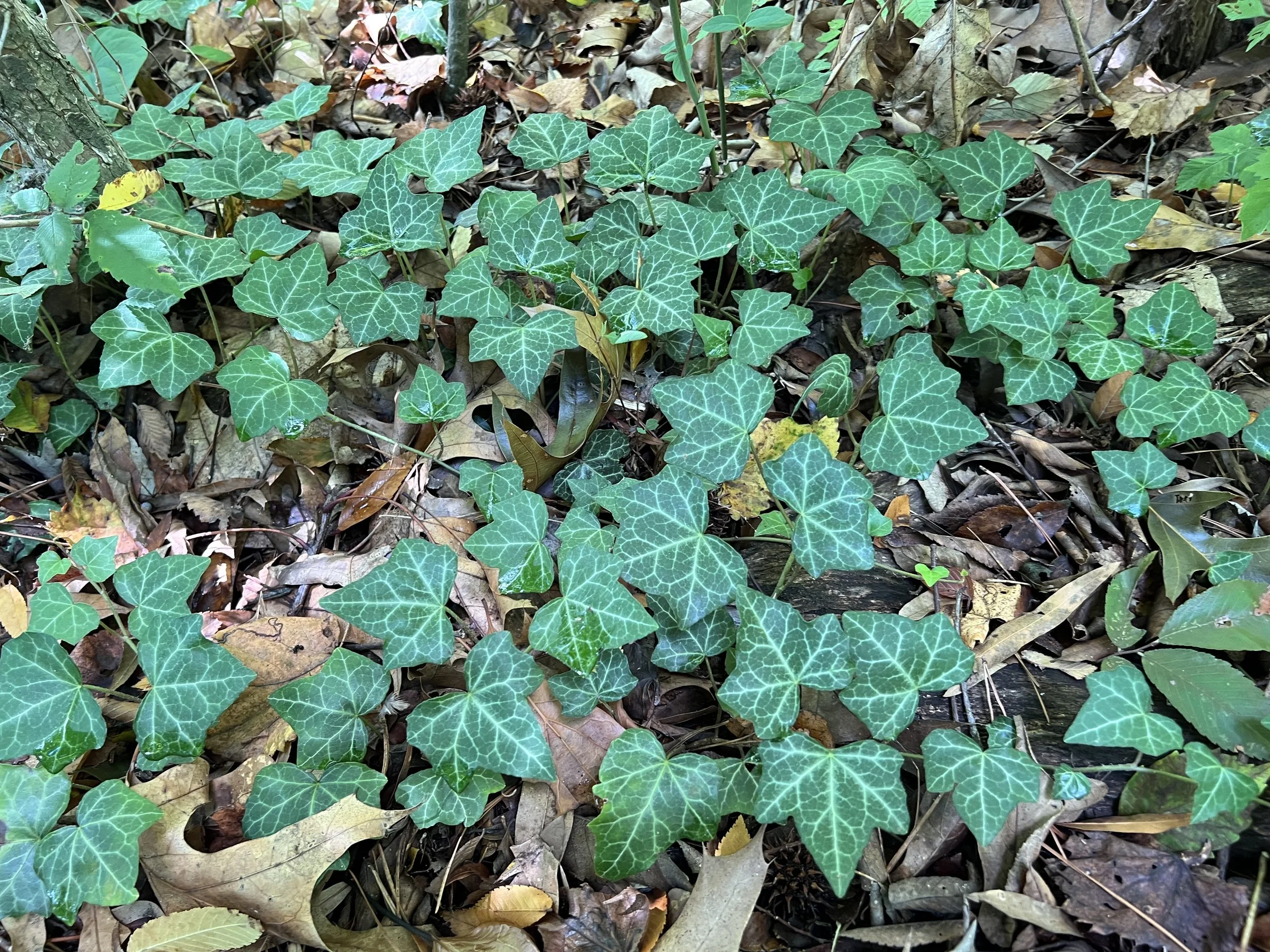 Invasive Plant Workday