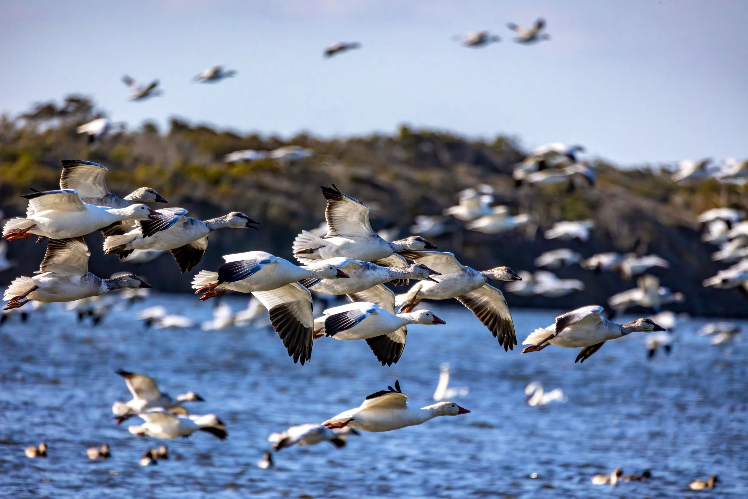 Coastal Birding Trip