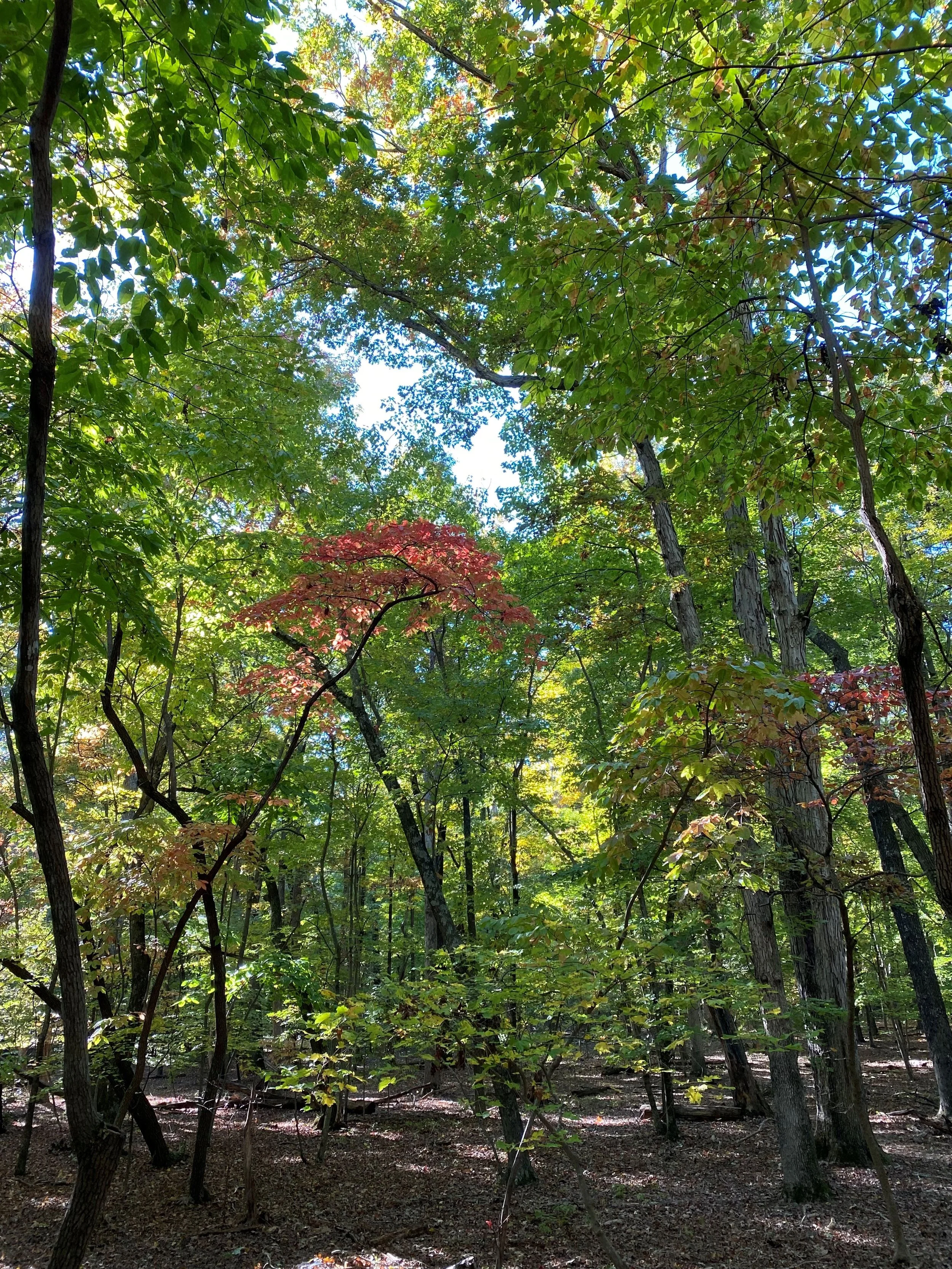 Sunday Afternoon Nature Walk