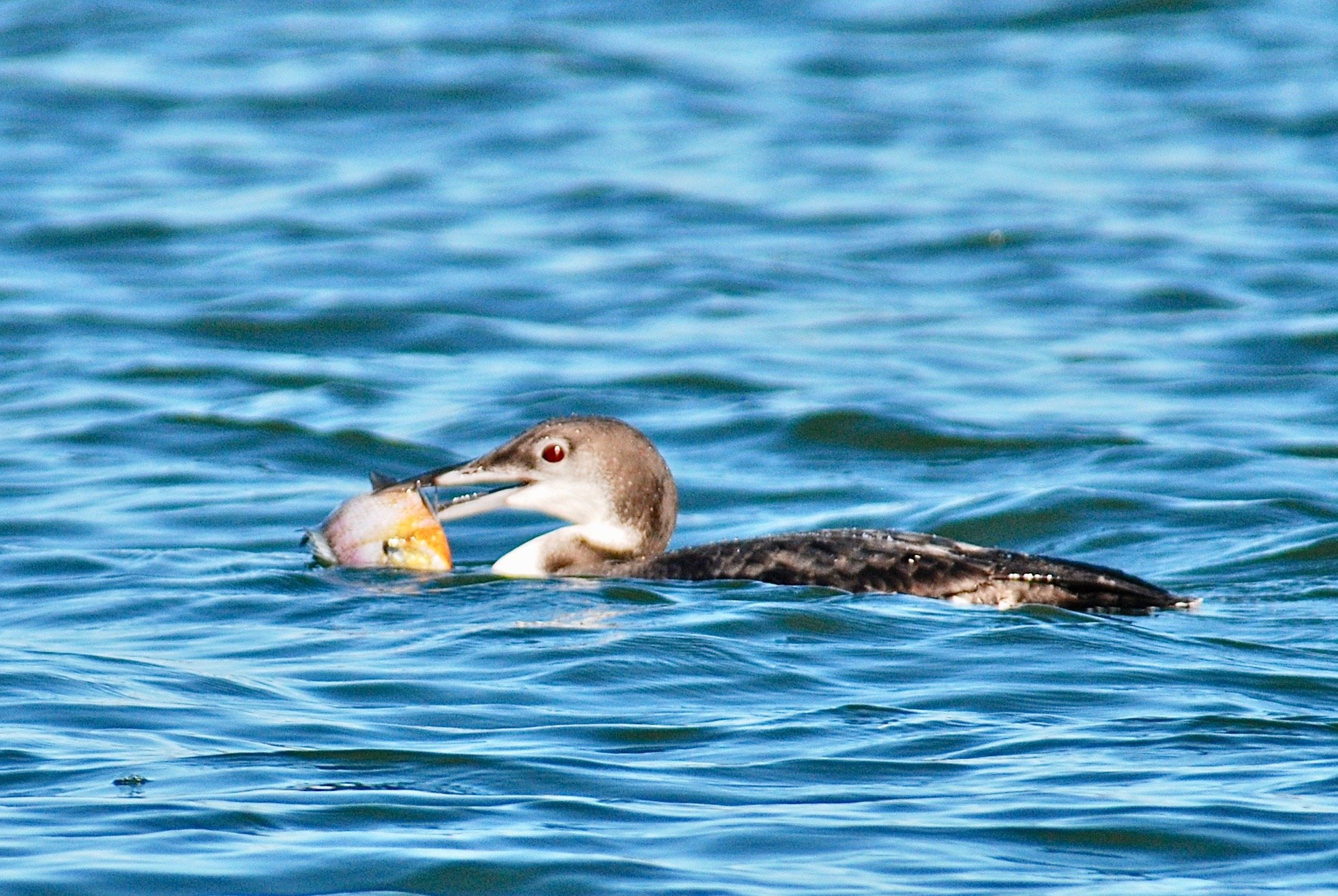 Greensboro Lakes Tour for Winter Waterfowl