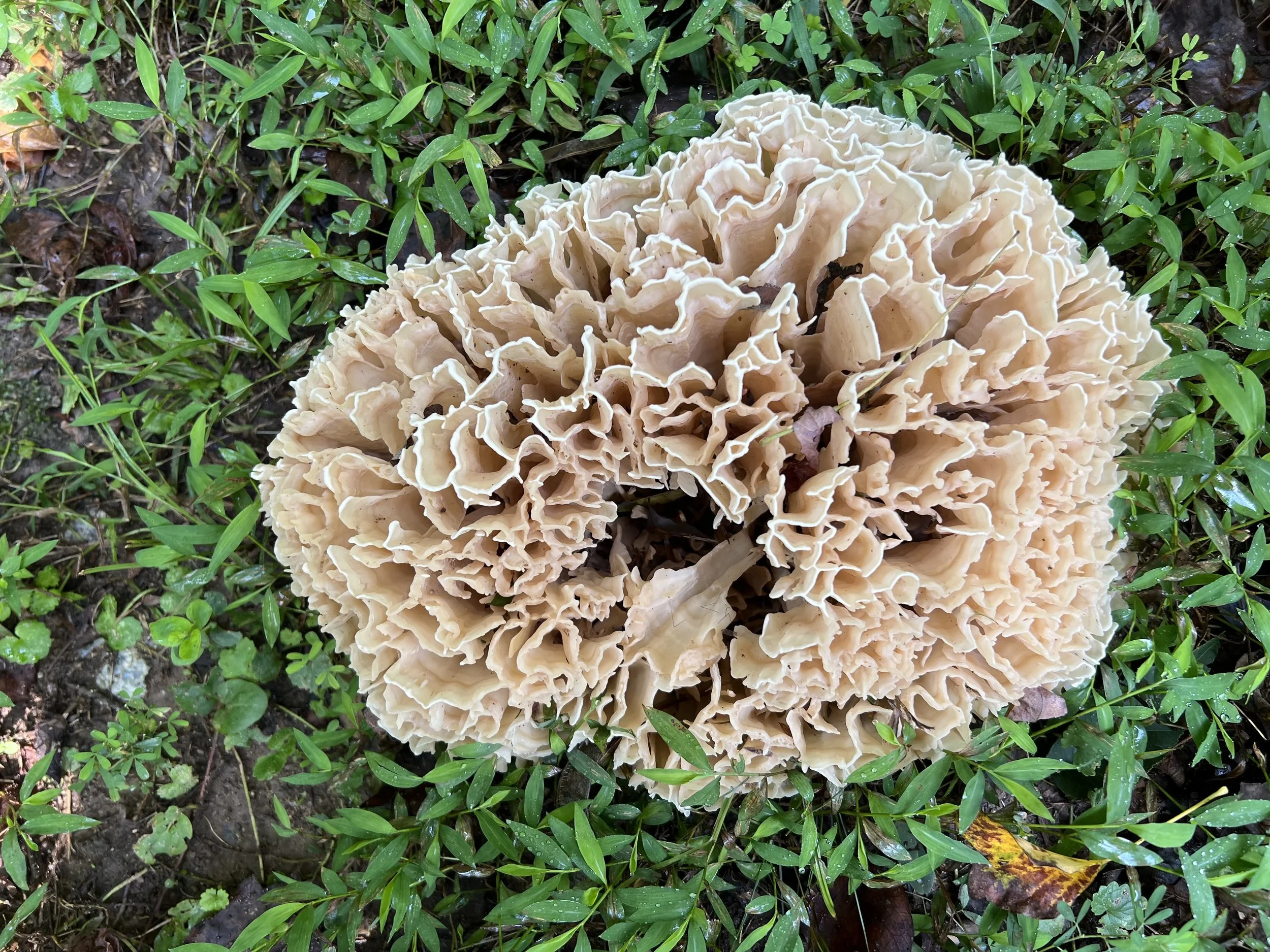 Greensboro Beautiful’s Winter Wipeout