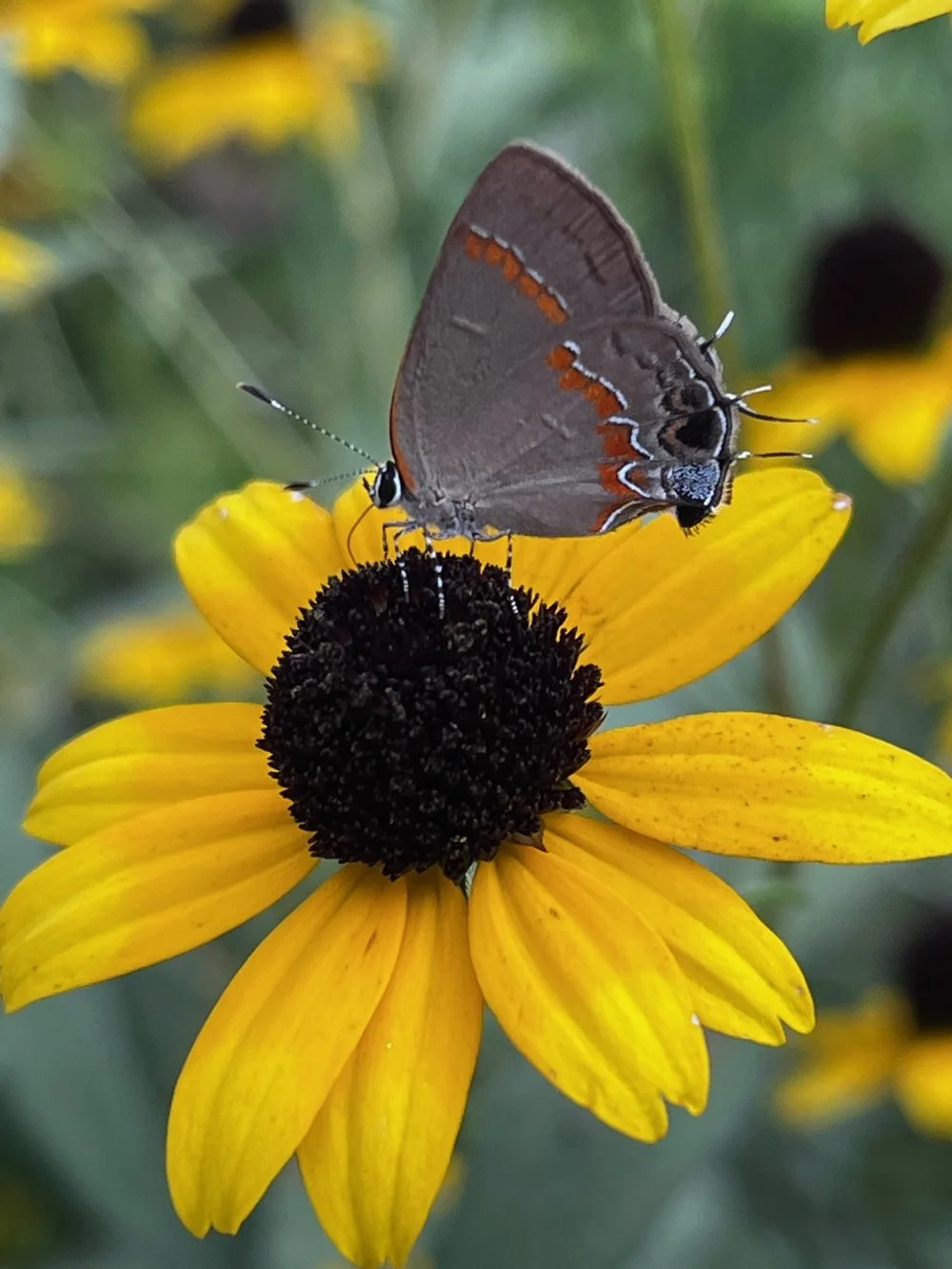 Three Seasons of Native Plants with Ann Walter-Fromson