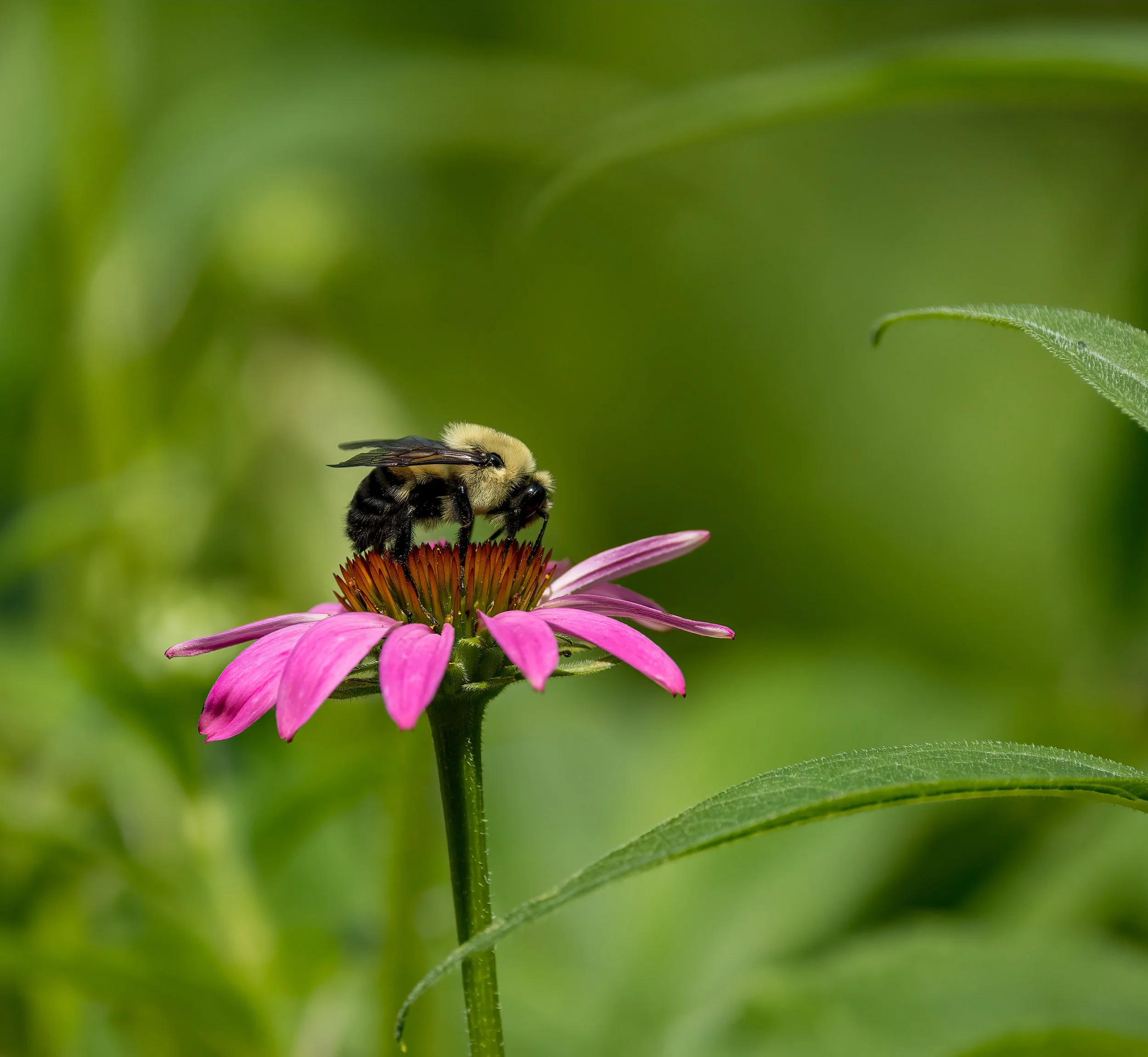 Bumble Bee Atlas with Gabriela Garrison