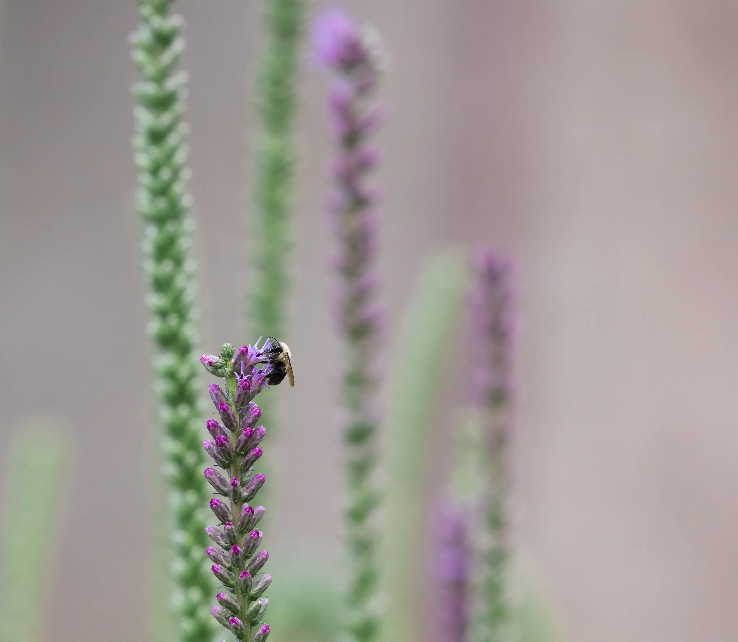 September Program: Safe and Natural Landscaping Practices with Benjamin Gordon