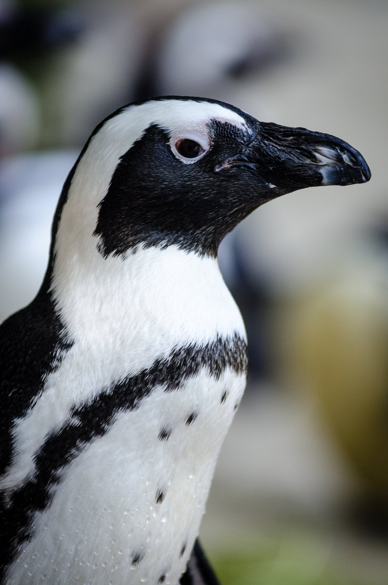October Program: Classy and Sassy- The Life of Penguins