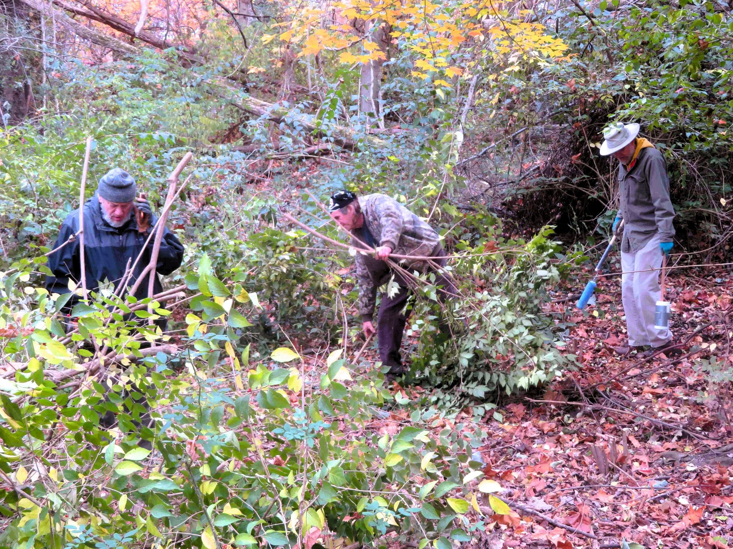 Invasive Plant Work Day at the Audubon Natural Area