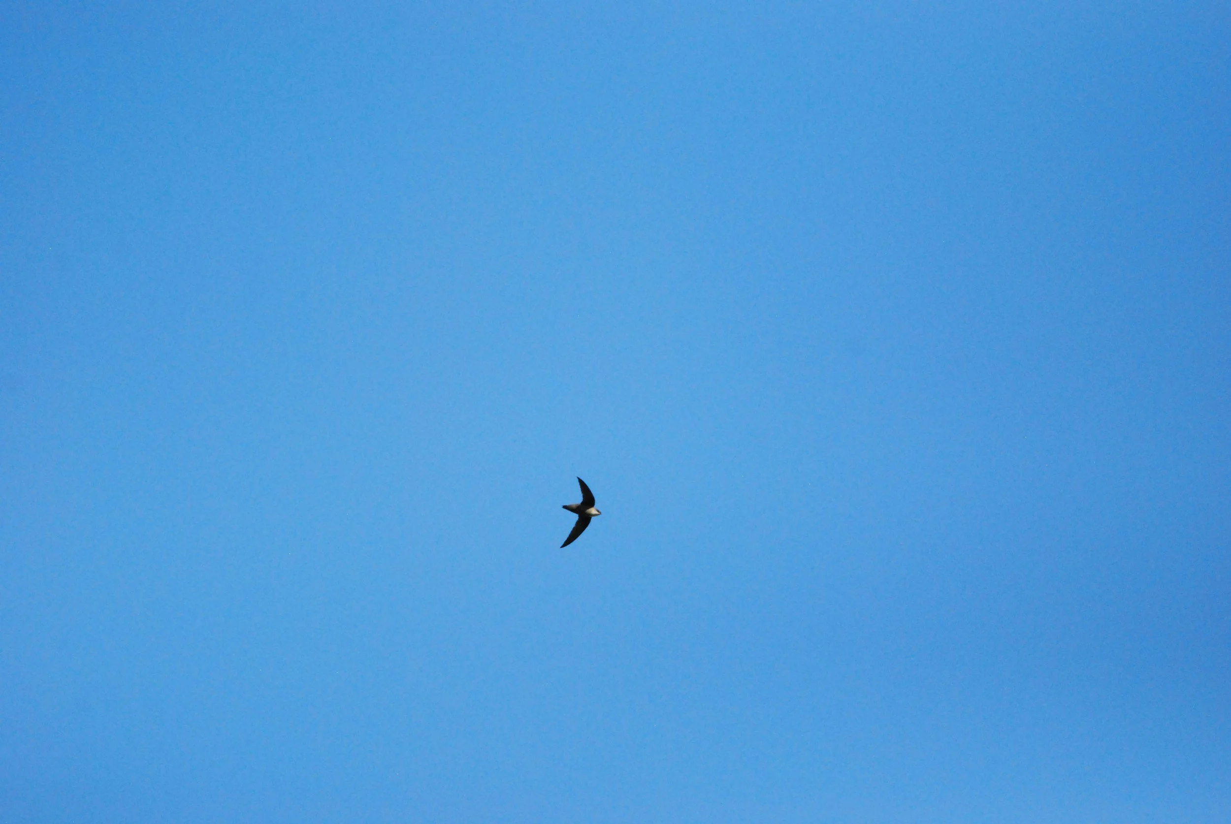 Swifts Night Out Social - Birds, Brews, and Bites