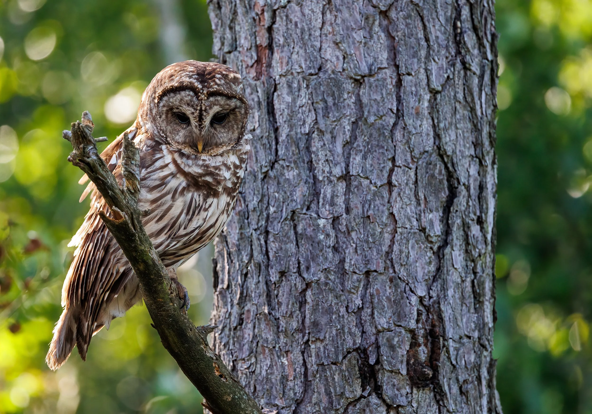 November Program: Owls, Hunters of the Night