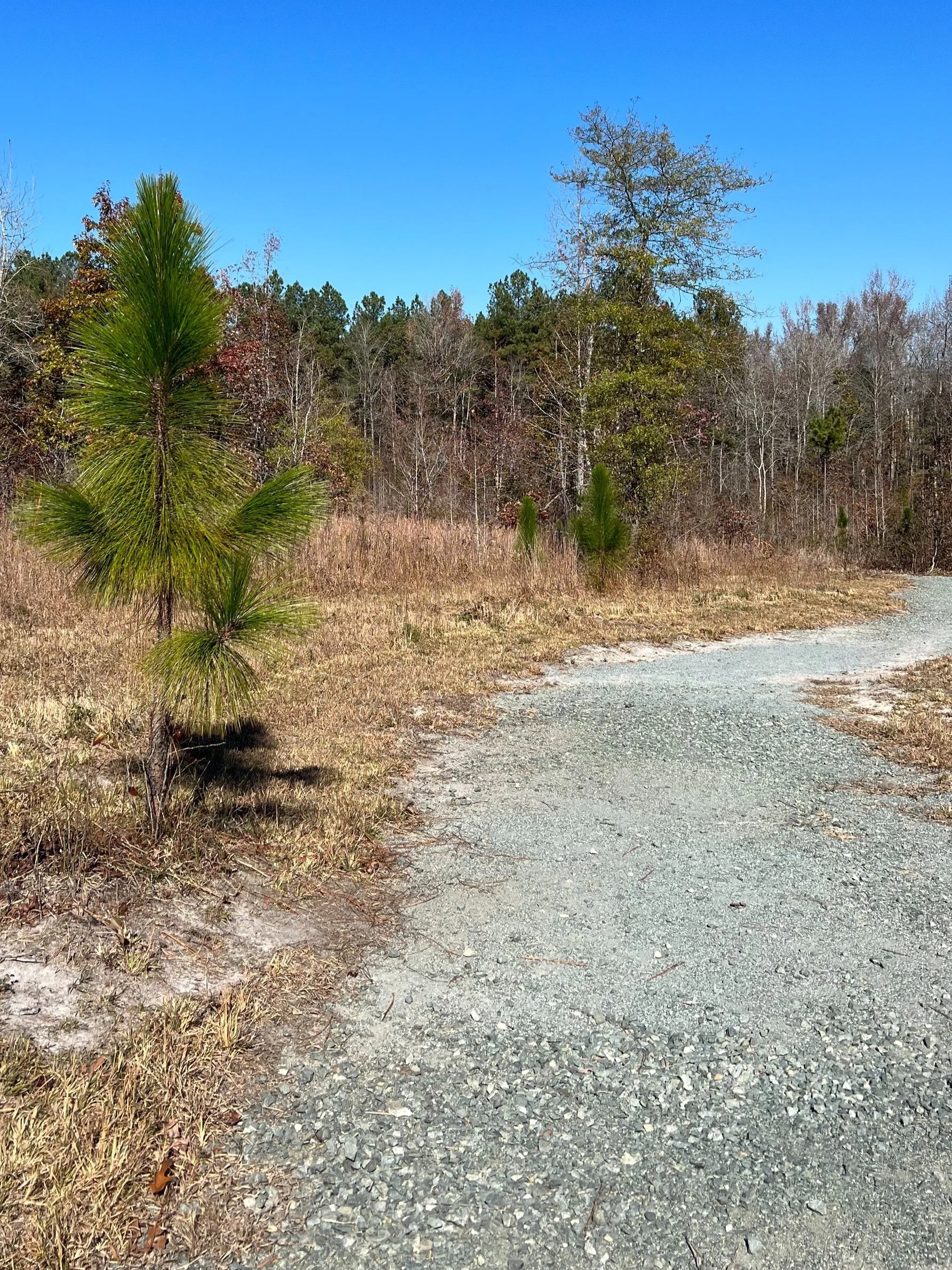 Sunday Afternoon Nature Walk at Cane Creek Mountains Natural Area