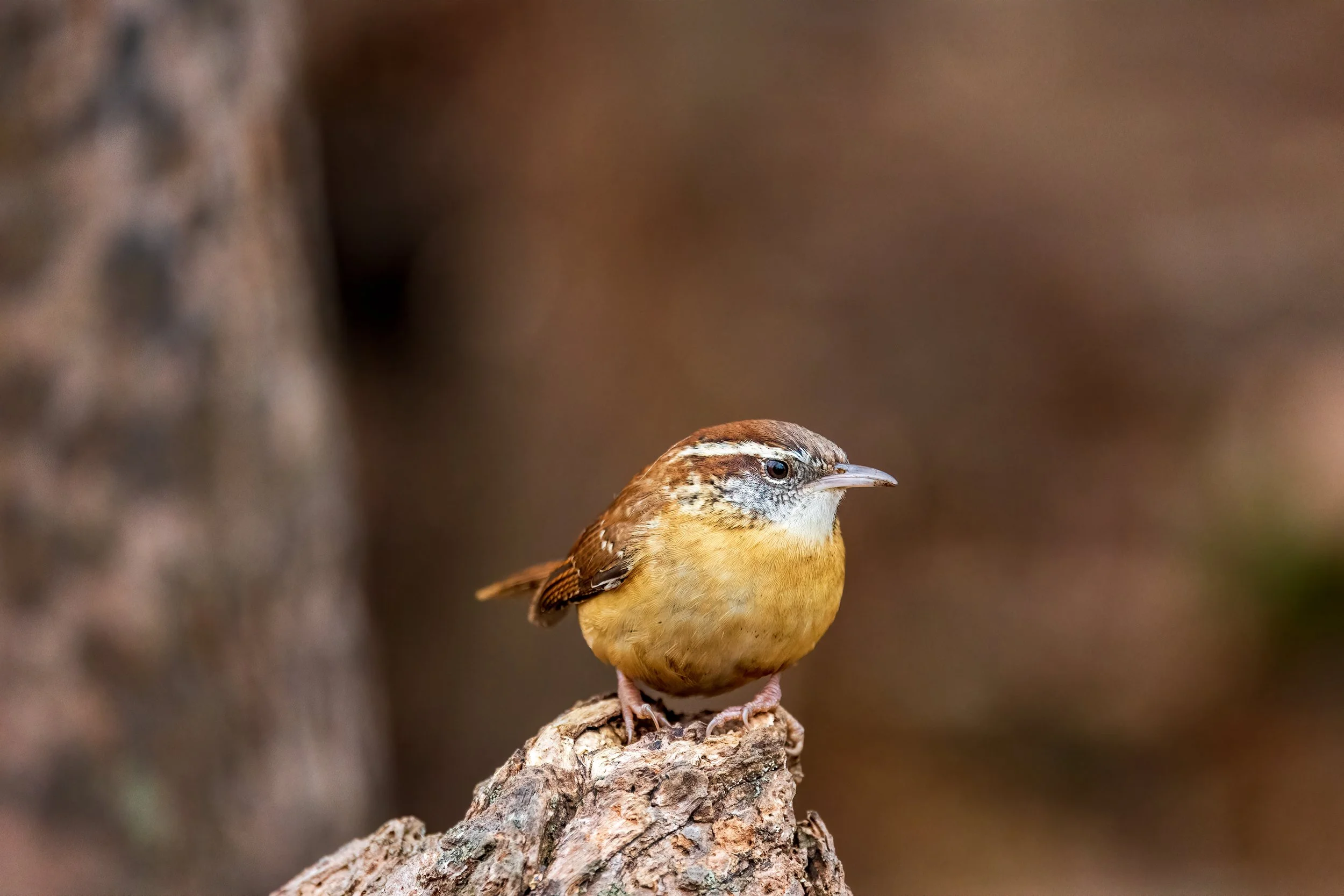 Birds and Brews Trivia