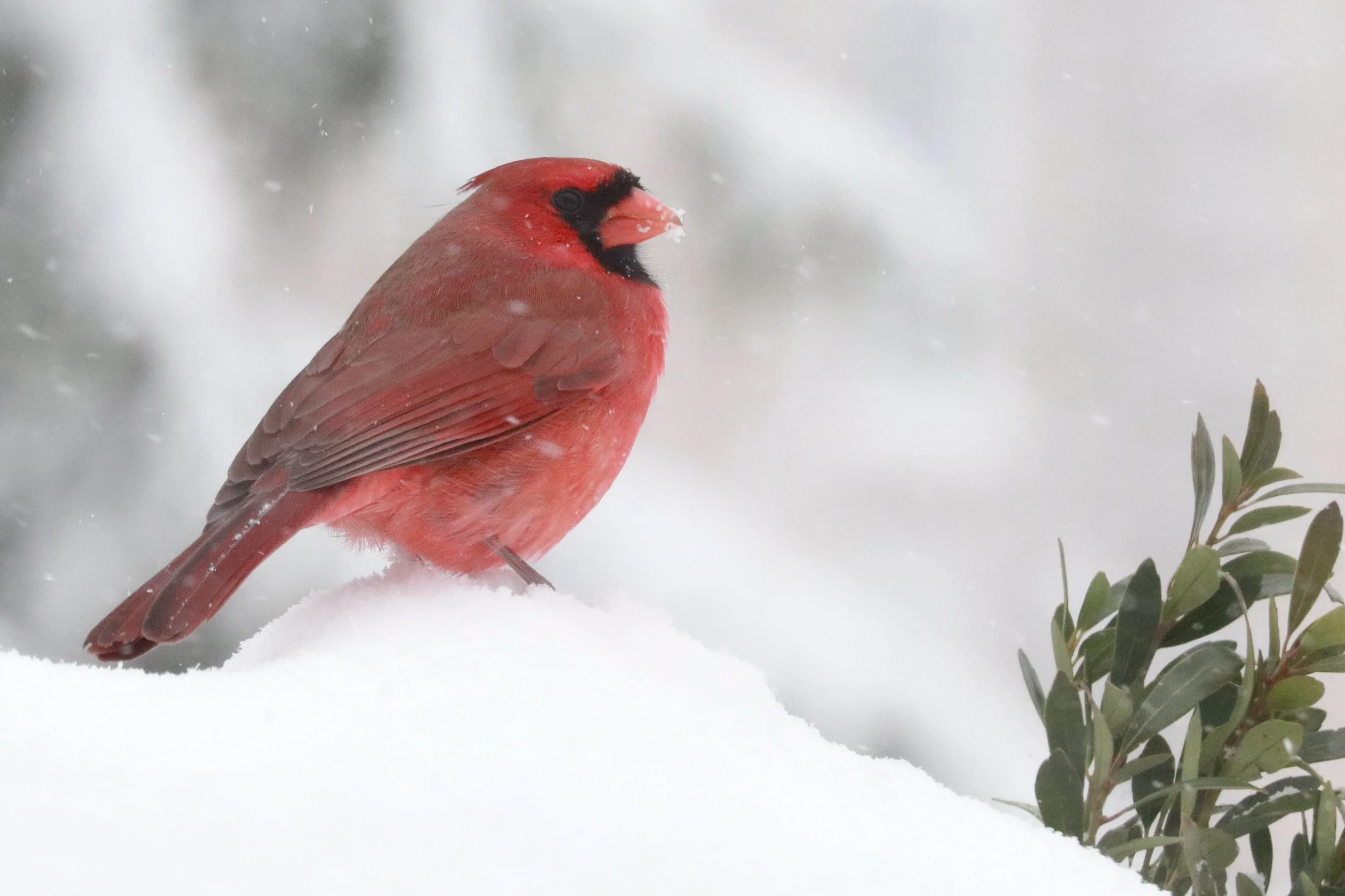 Great Backyard Bird Count