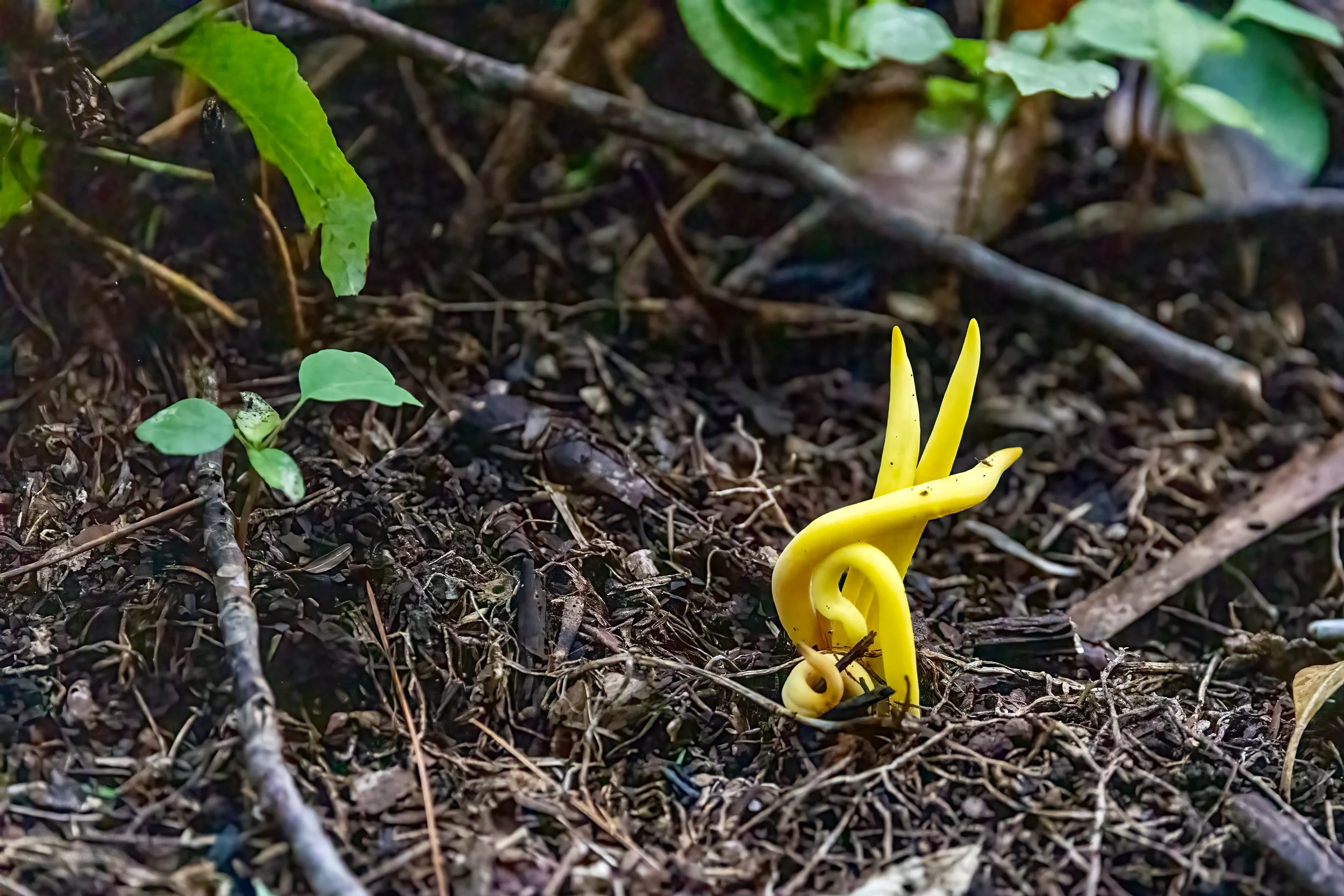 April Program: A Fun Guy Talking About Fungi with Tom Shepherd