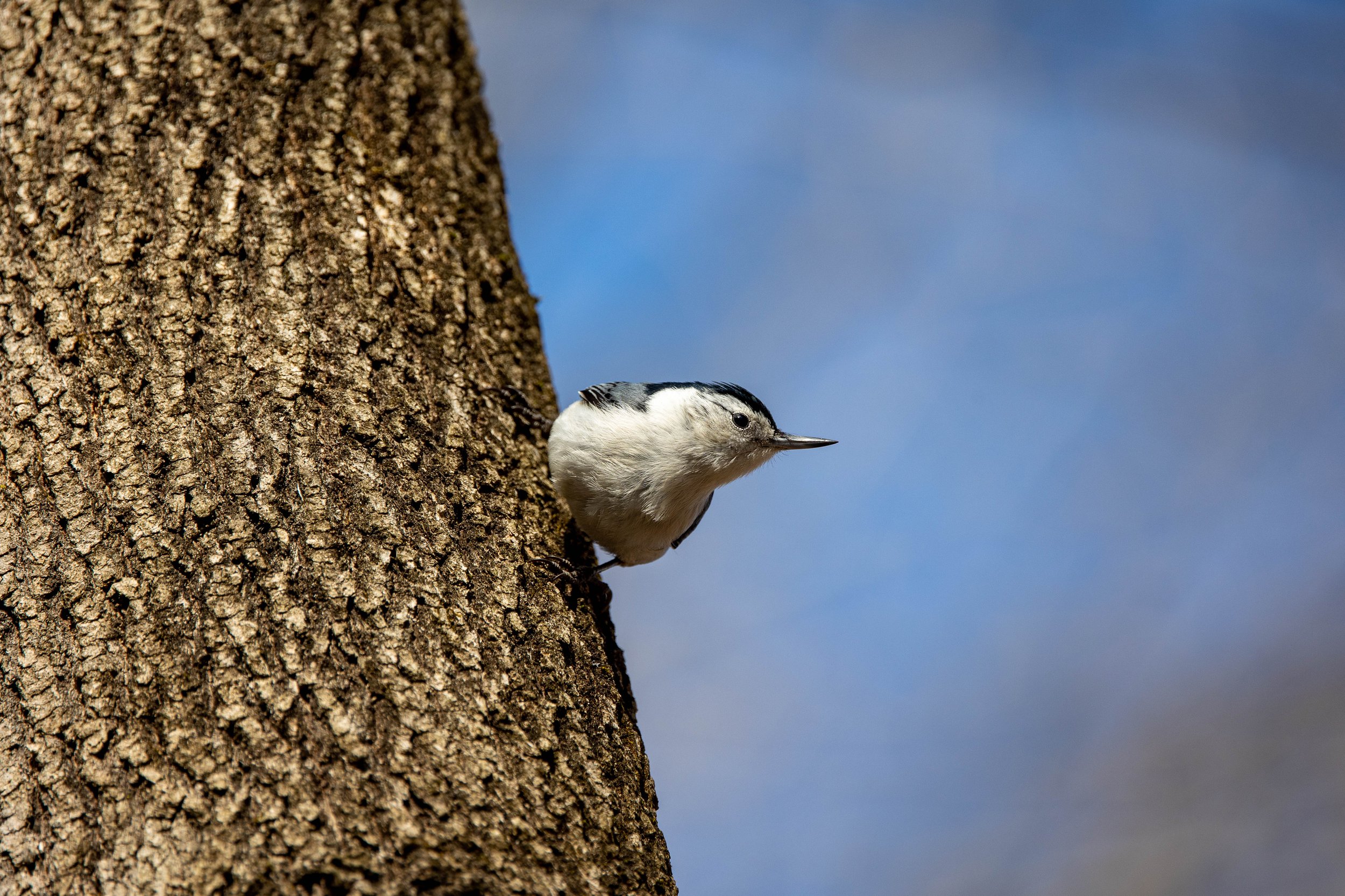 Birds and Brews Trivia - Flock Edition