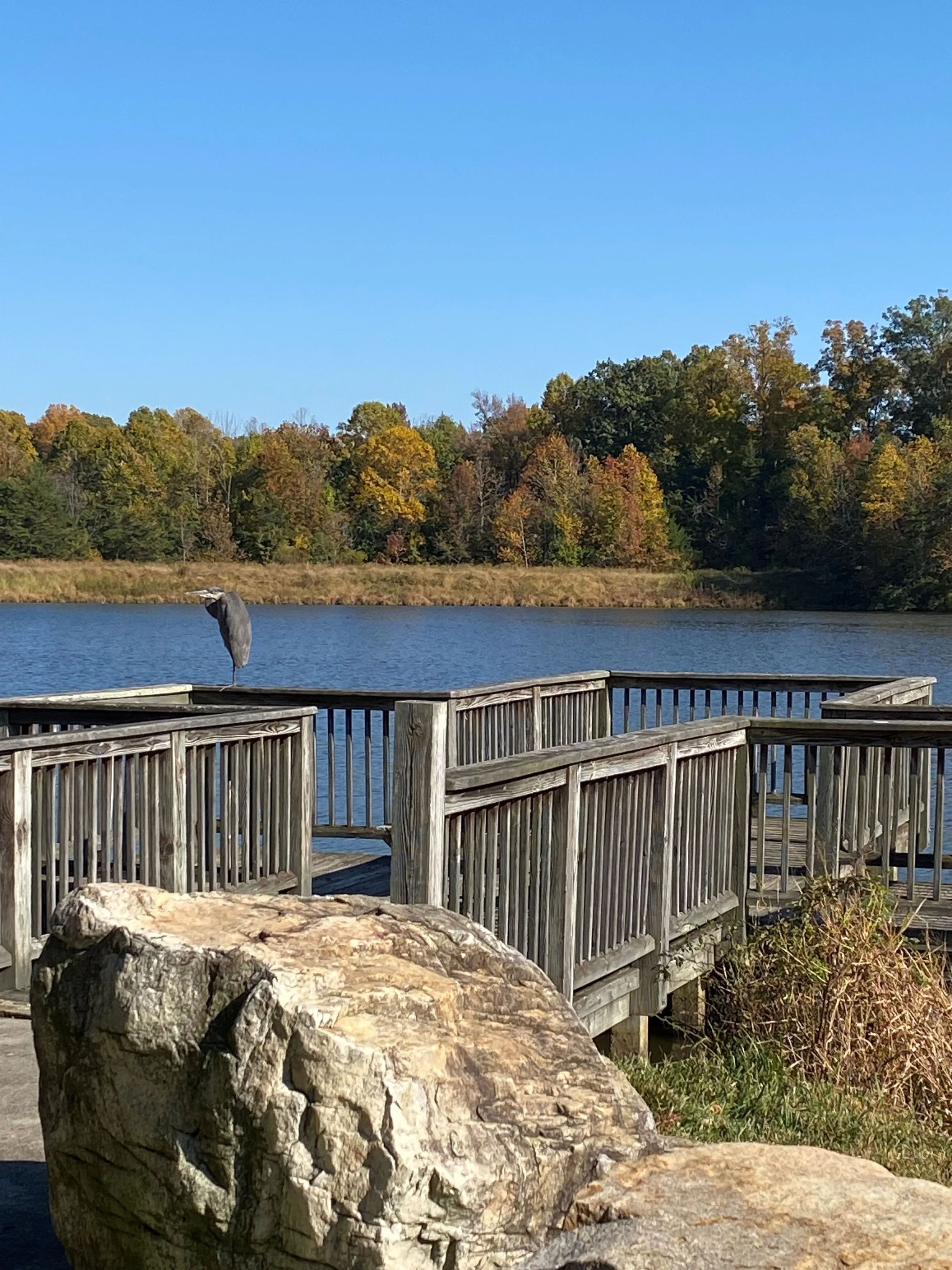 Wednesday Afternoon Nature Walk at Davis Lake/Bicentennial Greenway