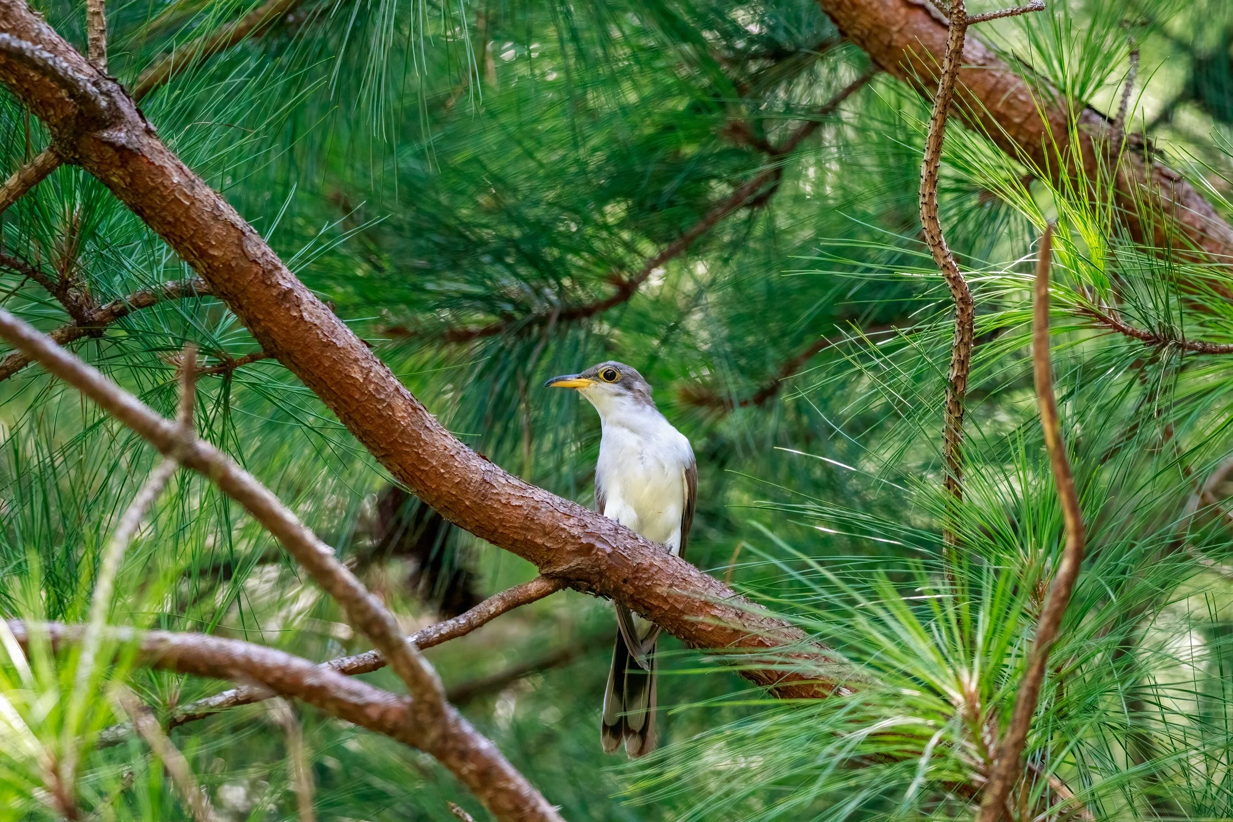 Migratory Birds and the Importance of Shade Trees on Cacao Farms