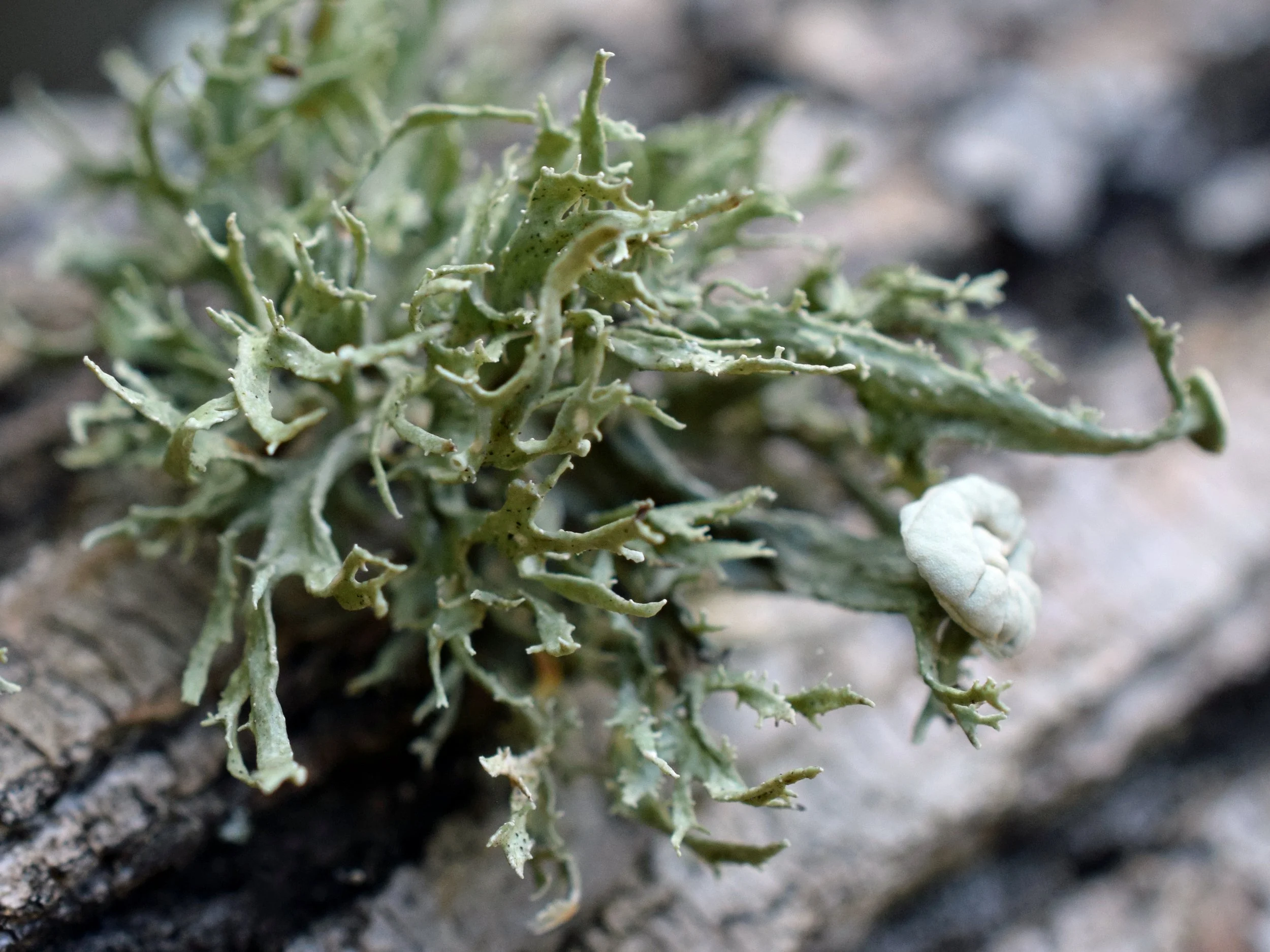 Program Title:&nbsp;North Carolina Lichens with Gary Perlmutter