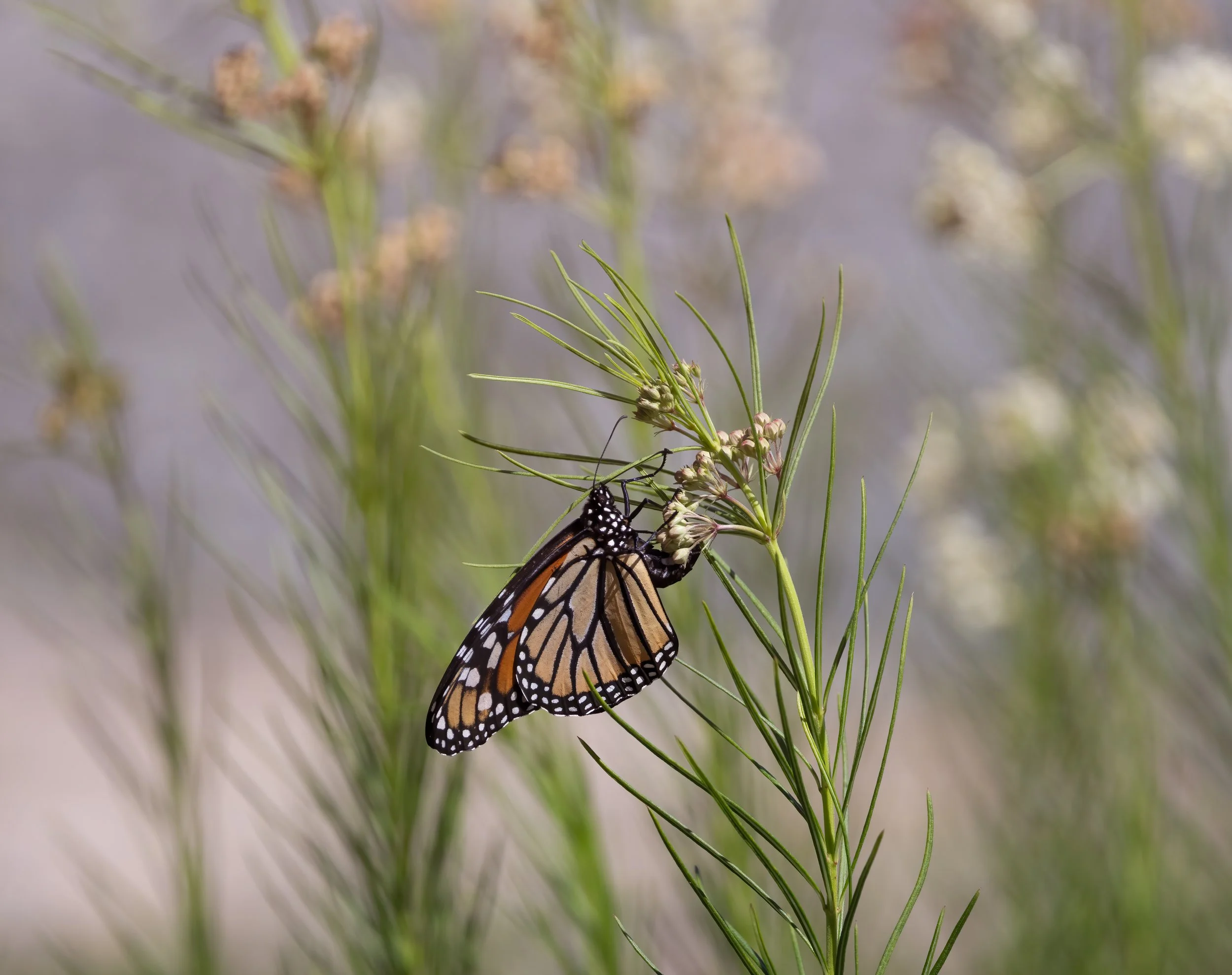 Backyard Nature Photography