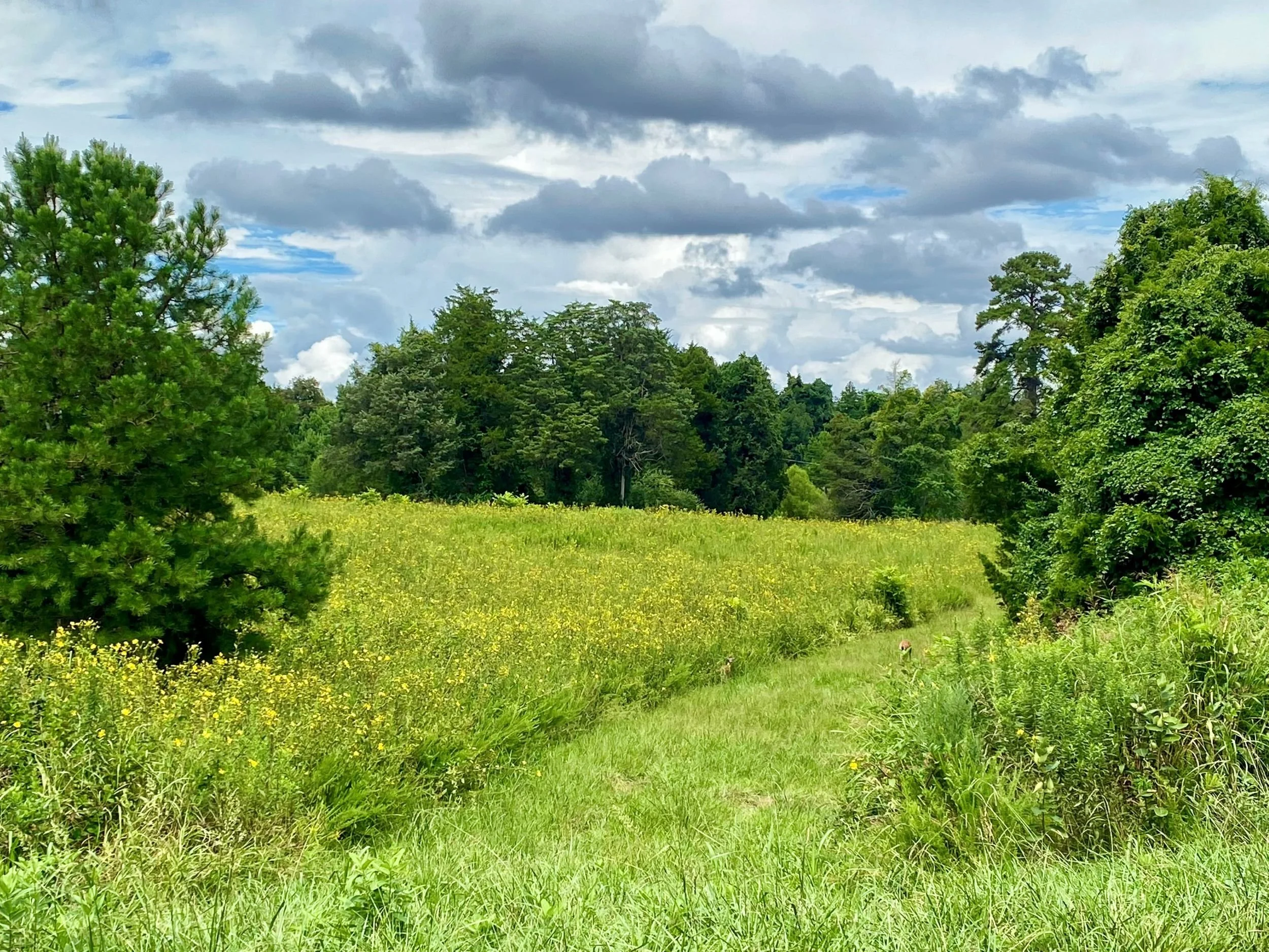 Sunday Afternoon Nature Walk: Price Park Extended
