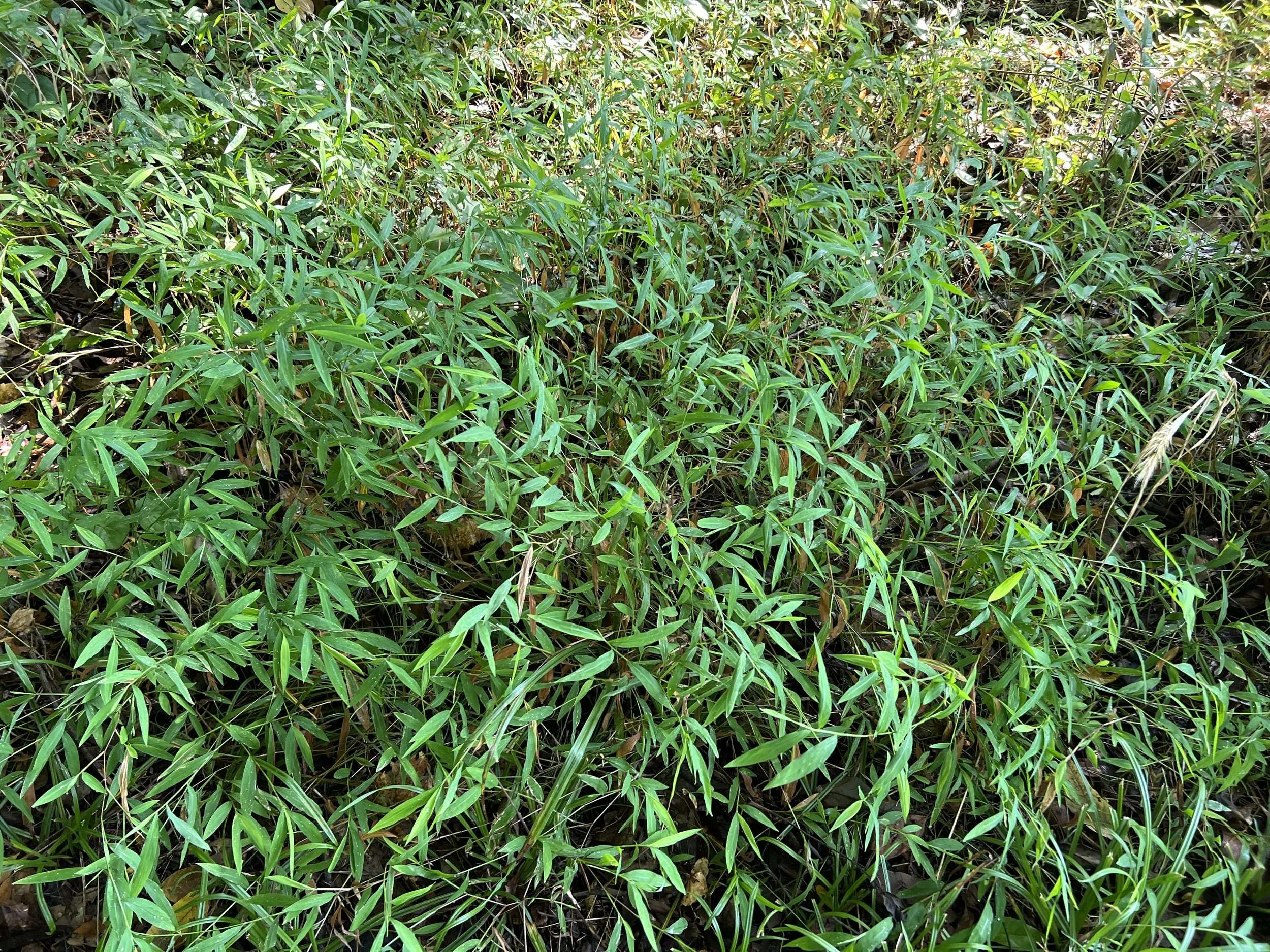 Invasive Plant Workday at the Audubon Natural Area