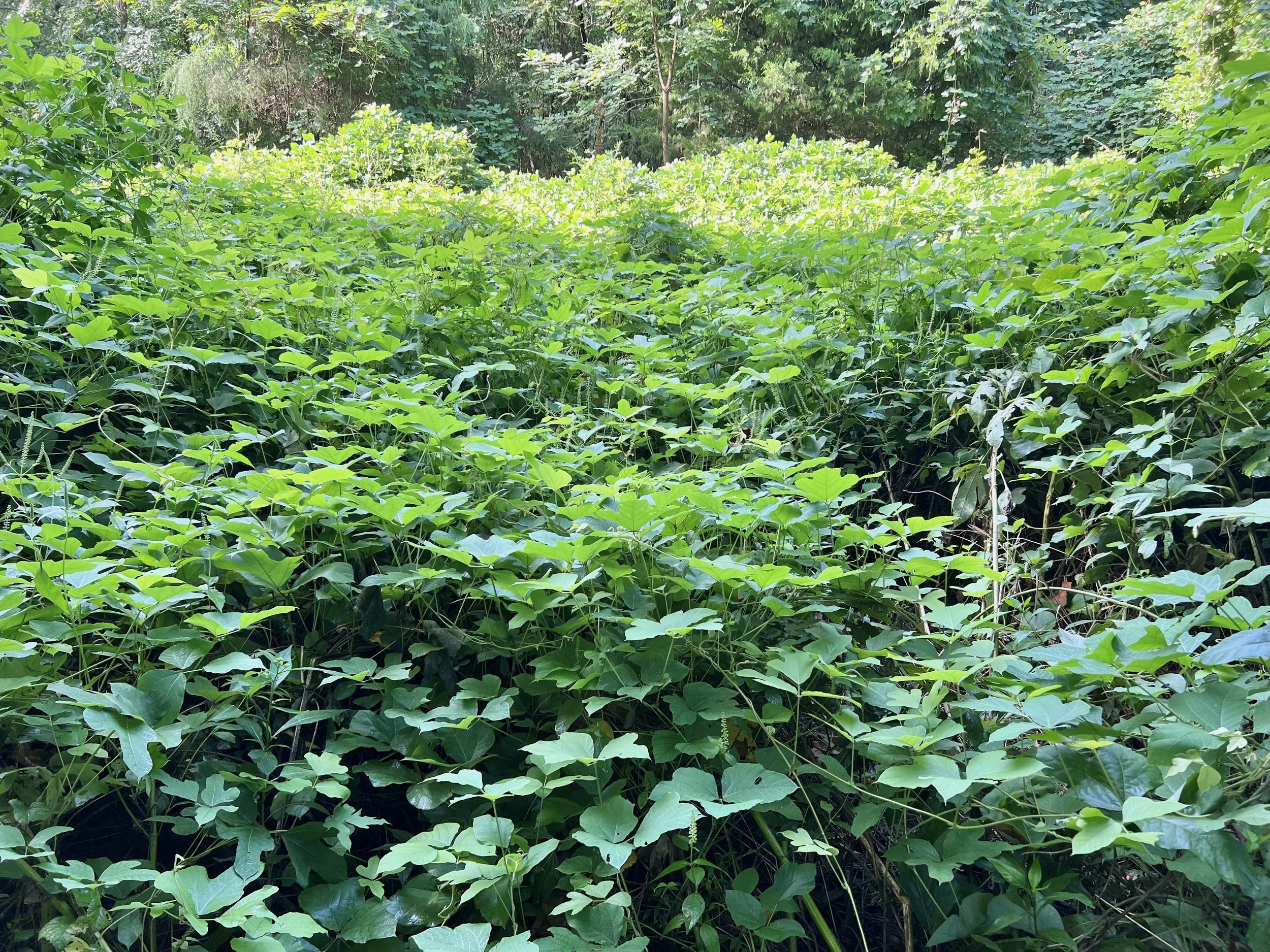 Invasive Plant Workday at the Audubon Natural Area