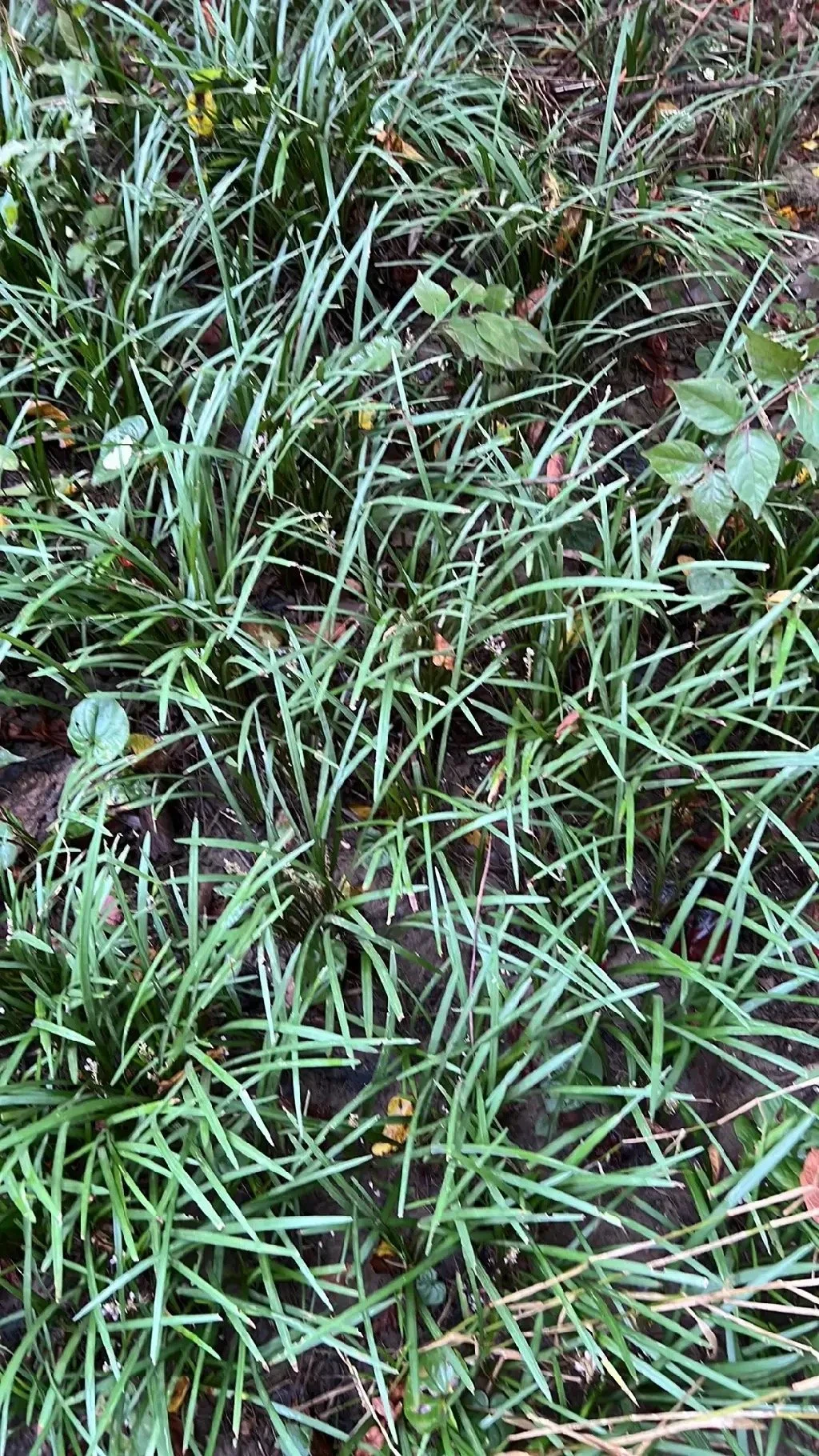Invasive Plant Workday at the Audubon Natural Area