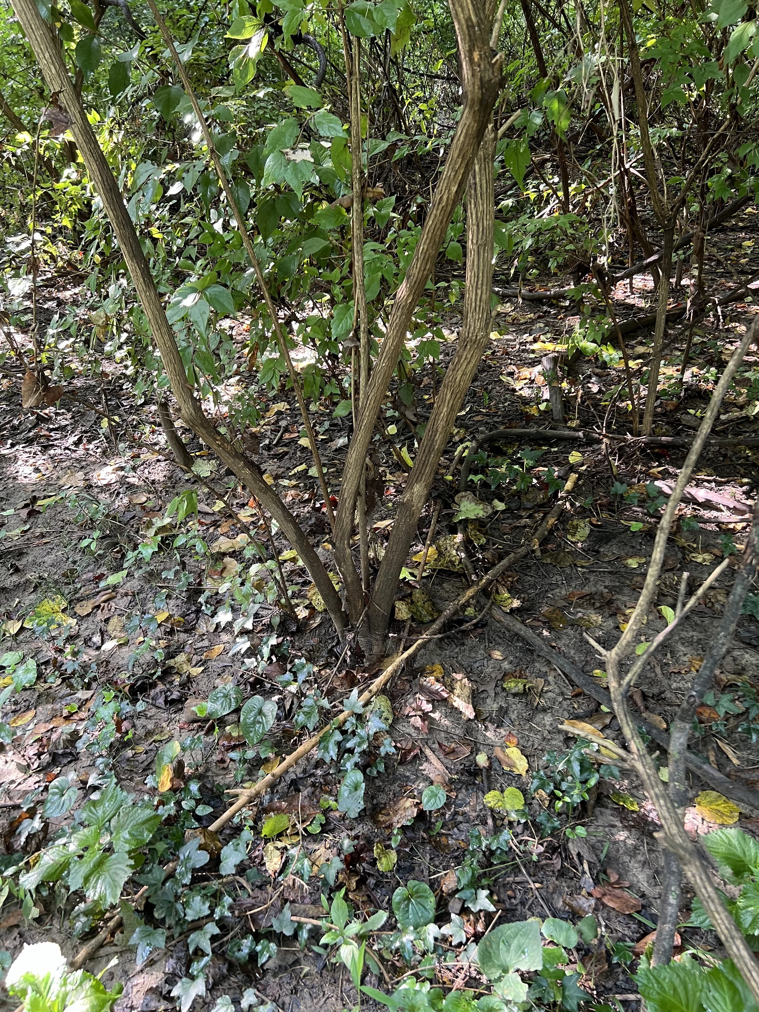 Invasive Plant Workday at the Audubon Natural Area