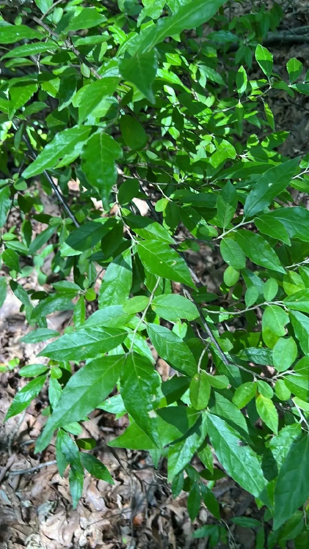 Invasive Plant Workday at the Audubon Natural Area