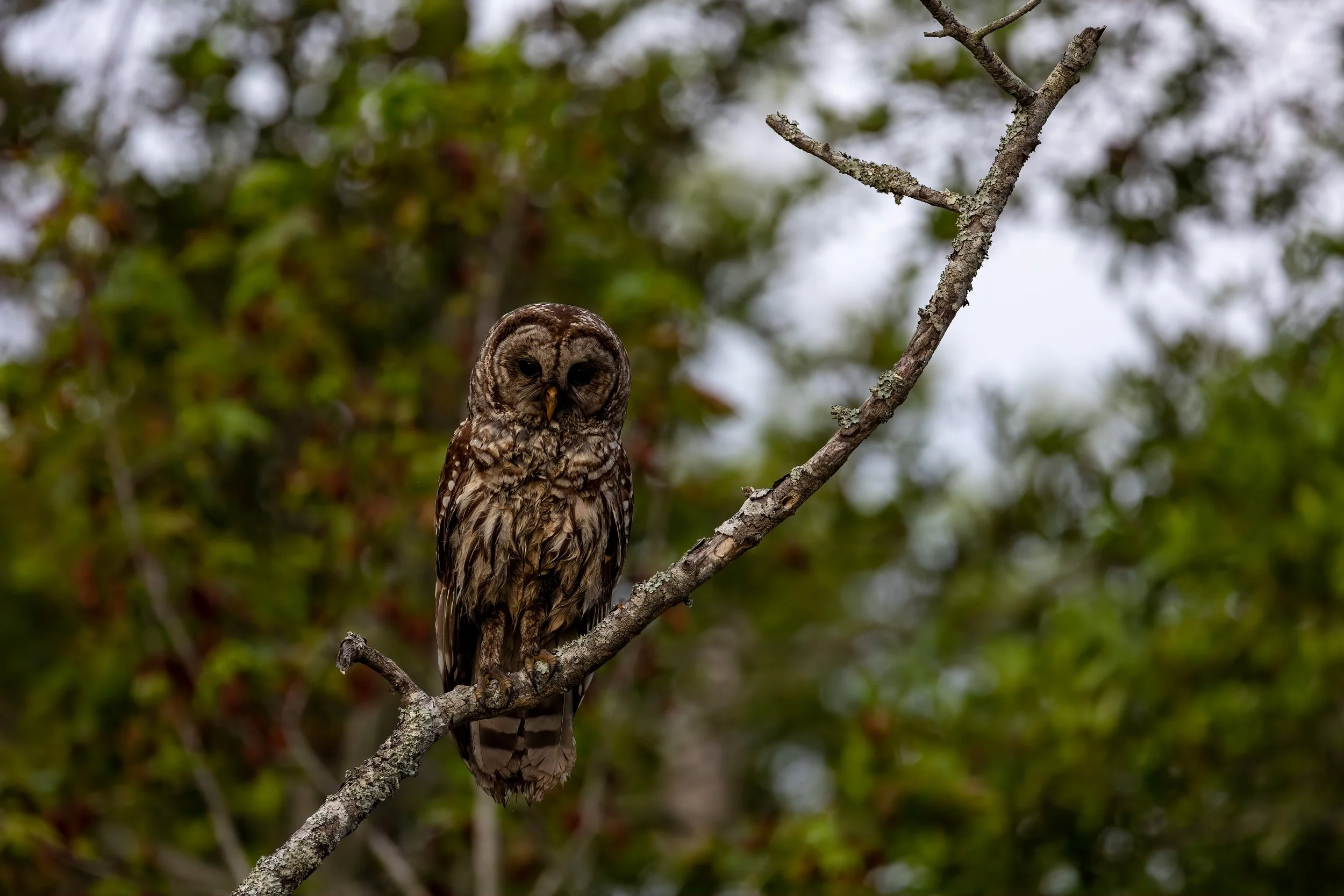 Owl Prowl at Kathleen Clay Edwards Family Branch